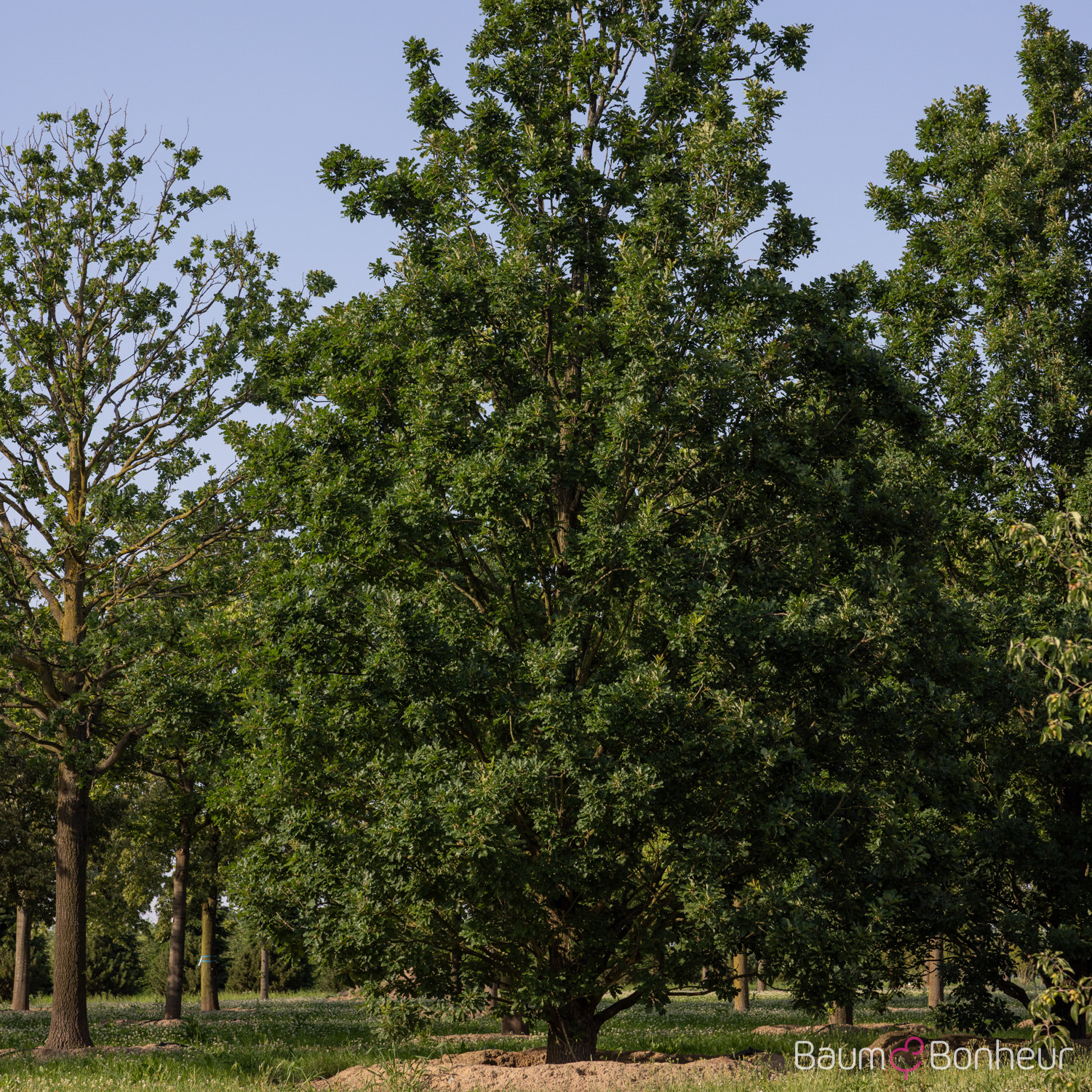 Quercus petraea 'Typ Lappen'
