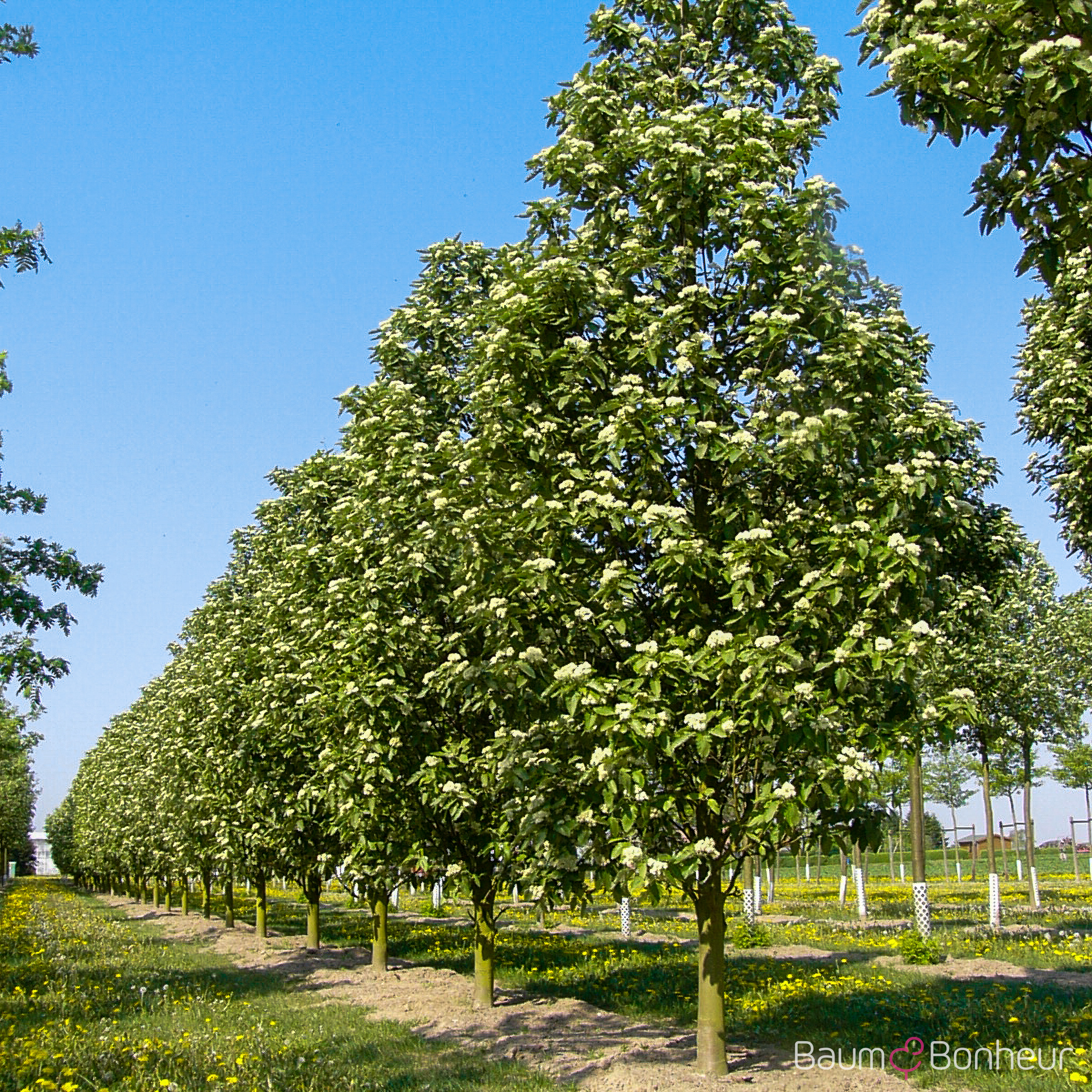 Sorbus thuringiaca 'Fastigiata'