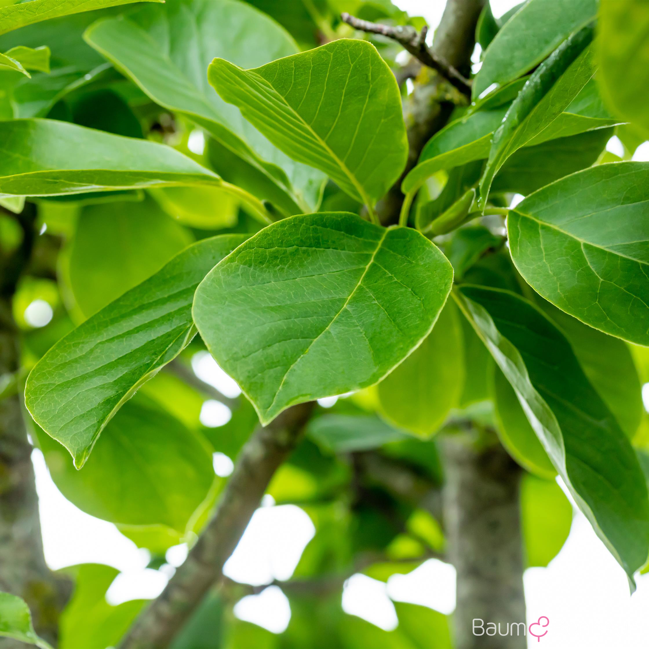 Magnolia denudata