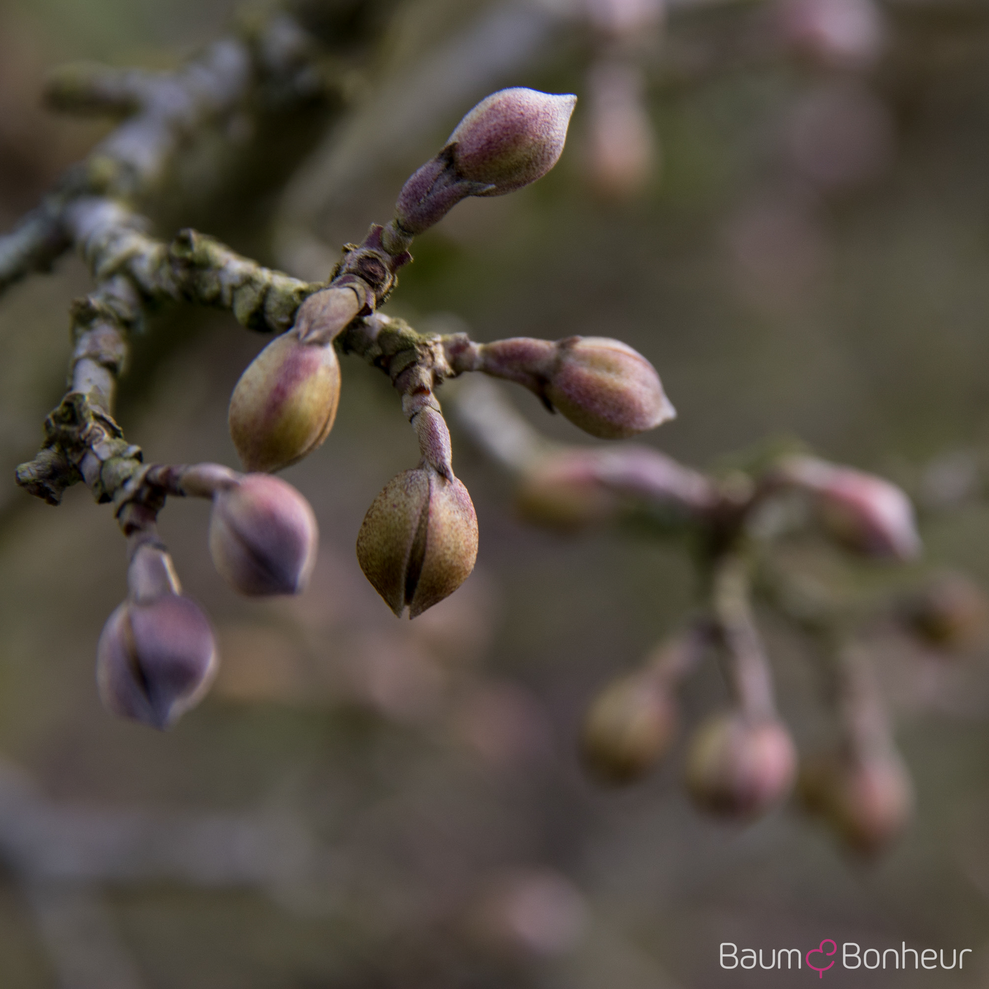Cornus mas