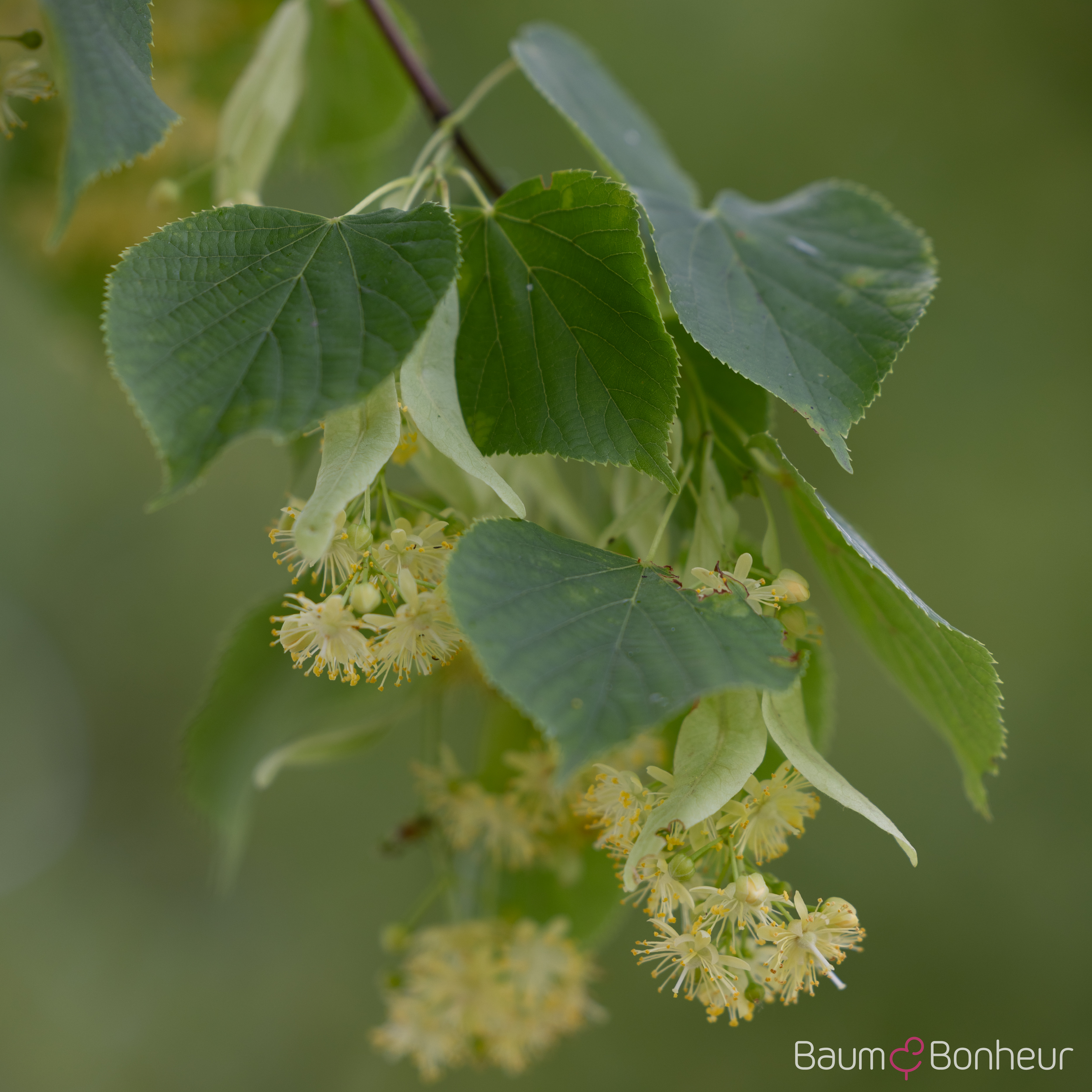 Tilia europaea 'Pallida Typ Lappen'