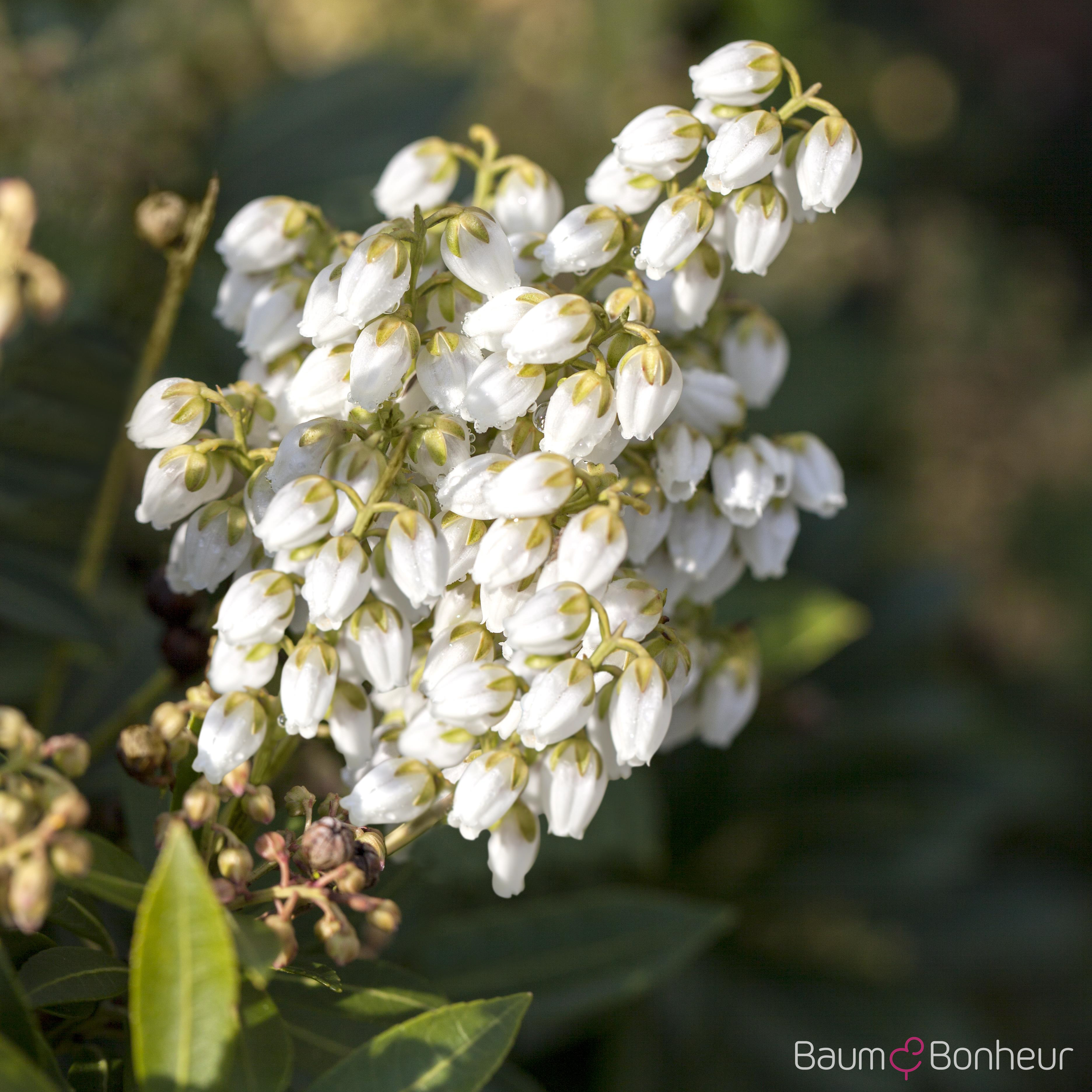 Pieris japonica 'Debutante'
