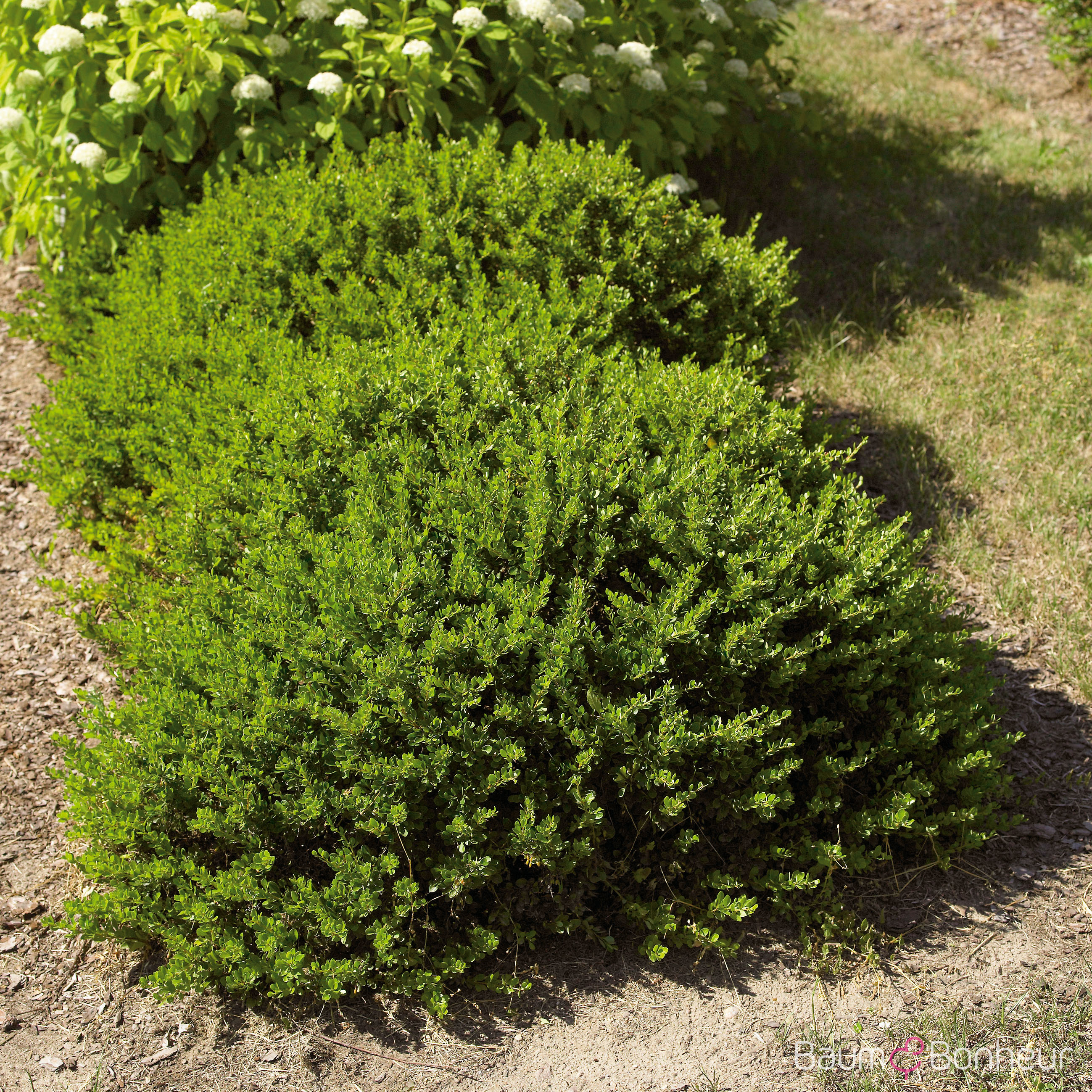 Berberis thunbergii 'Kobold'