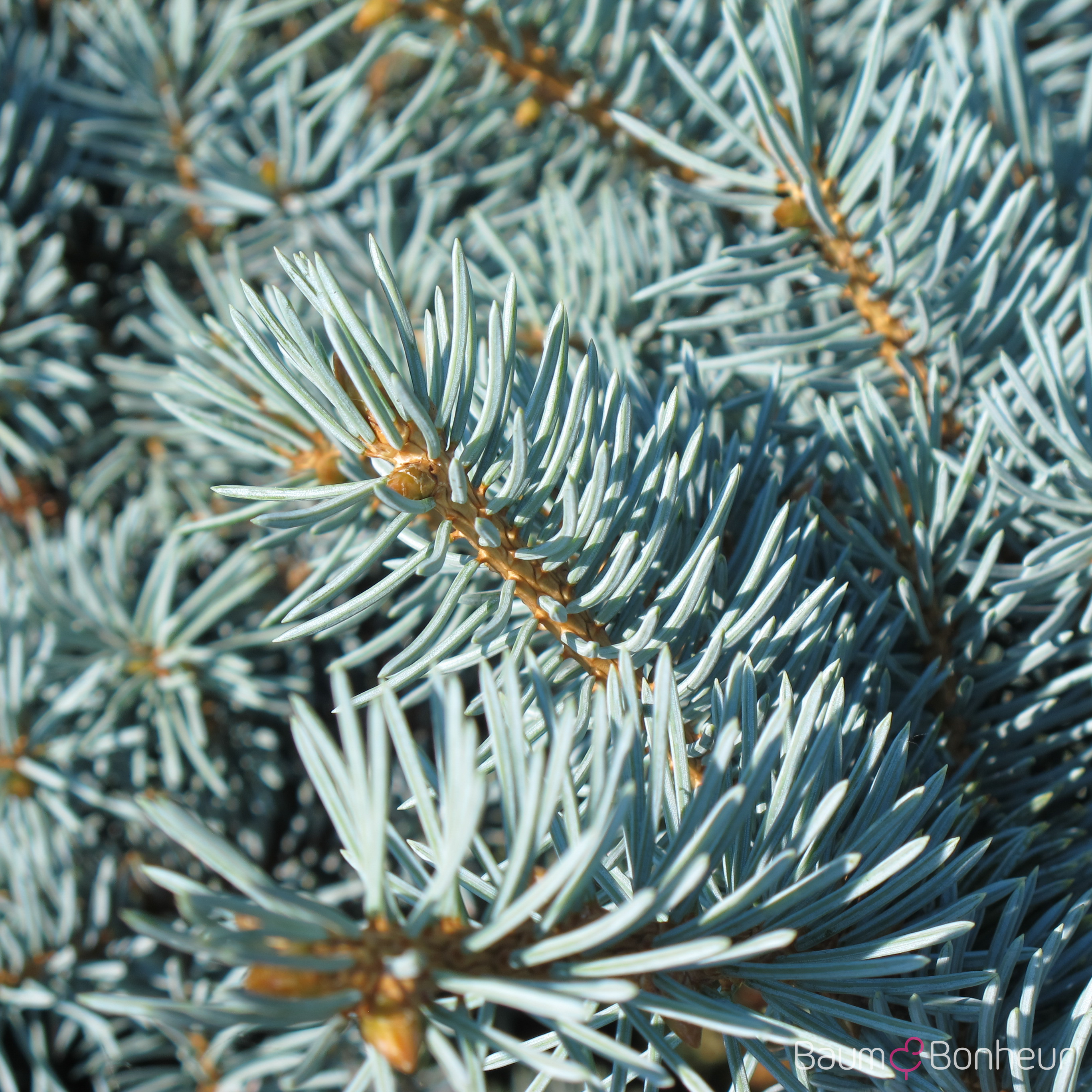 Picea pungens 'Glauca Globosa'