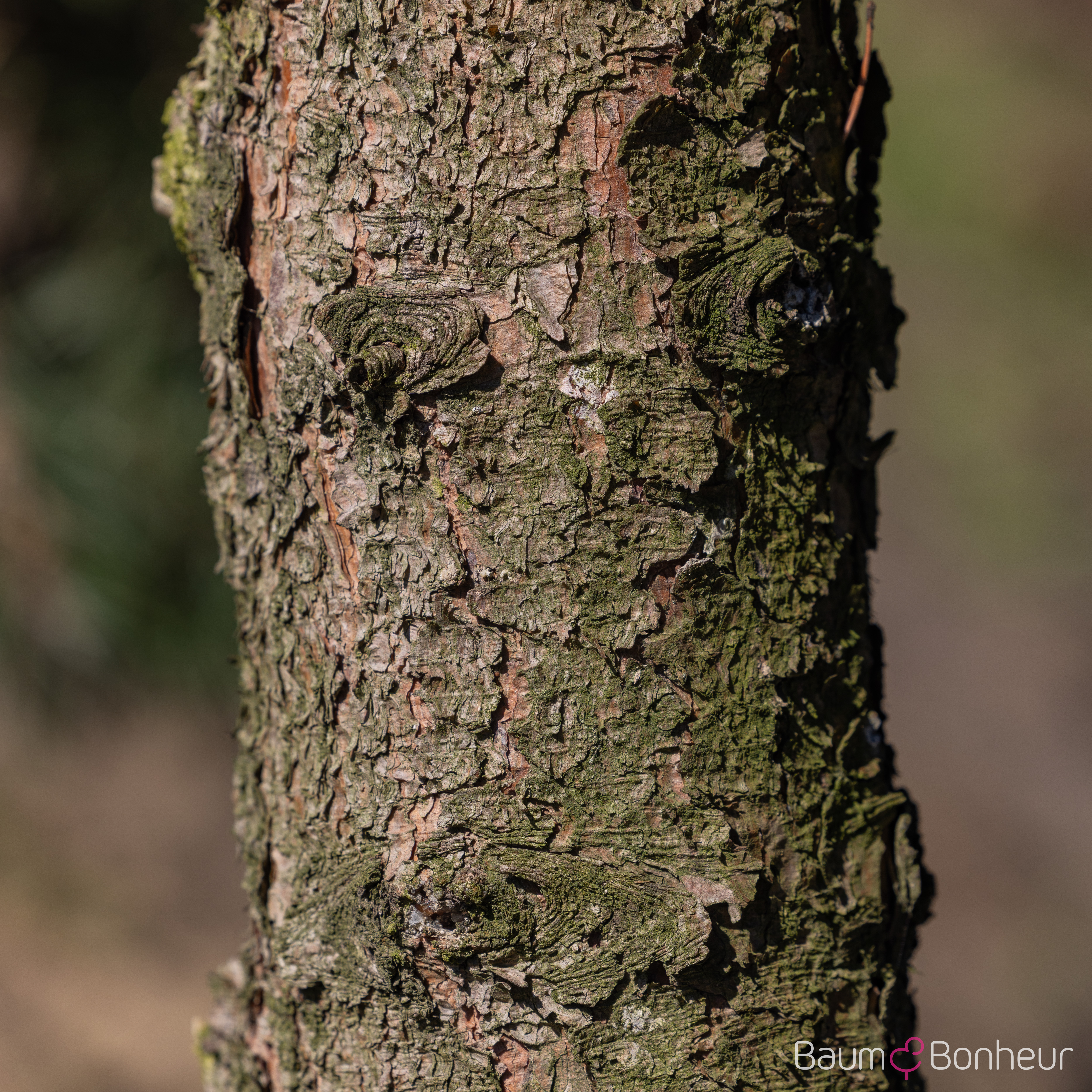 Pinus mugo 'Gnom'