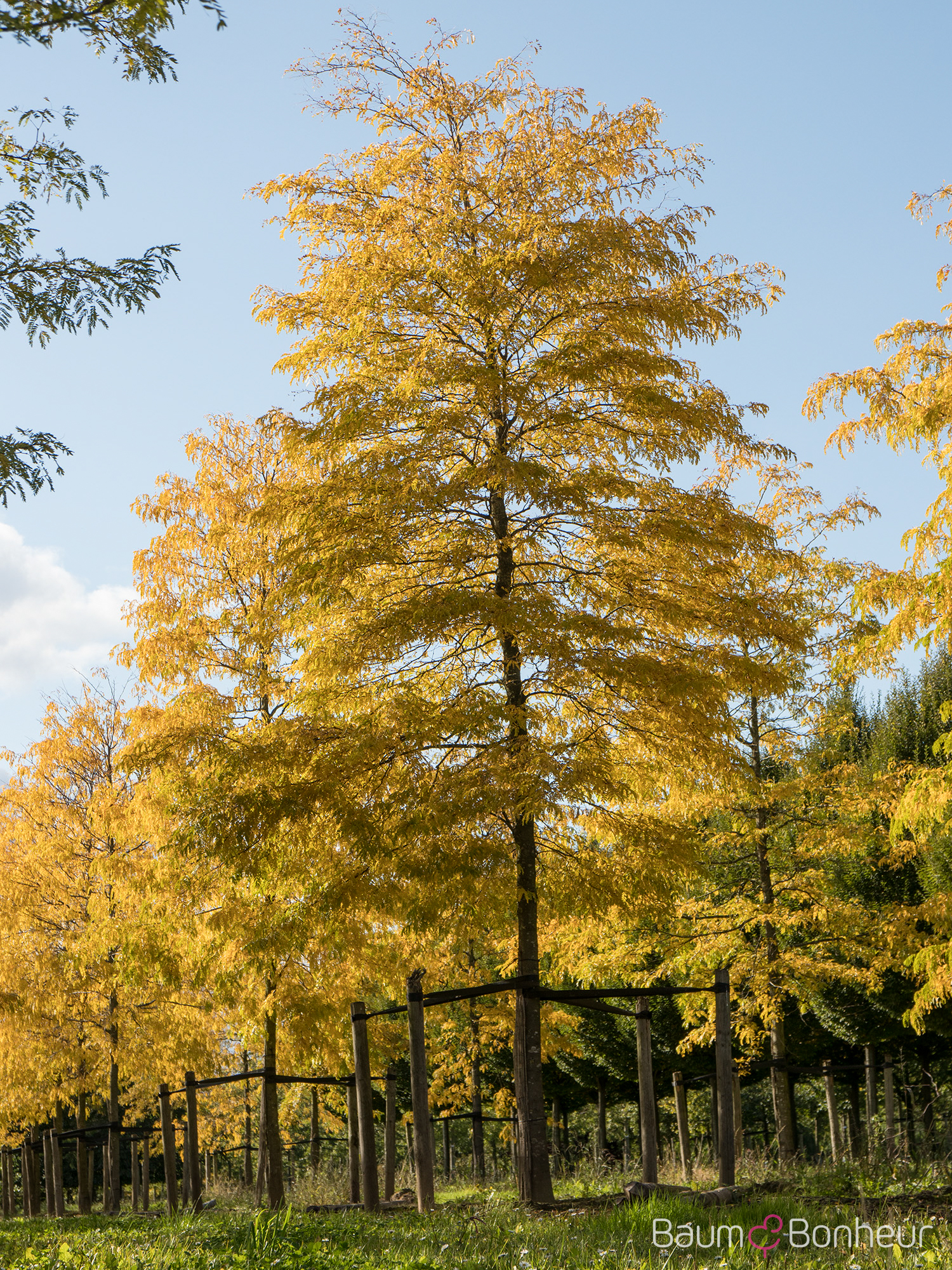 Gleditsia triacanthos f. inermis