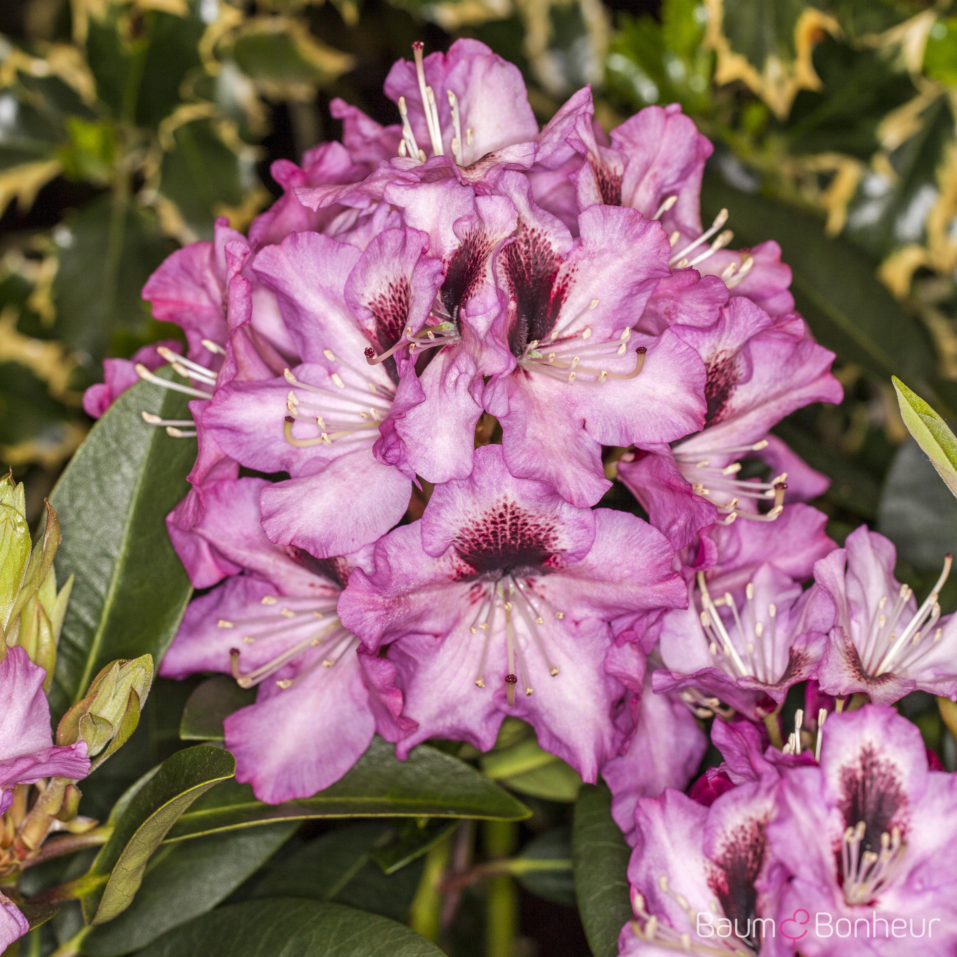 Rhododendron 'Kokardia'®