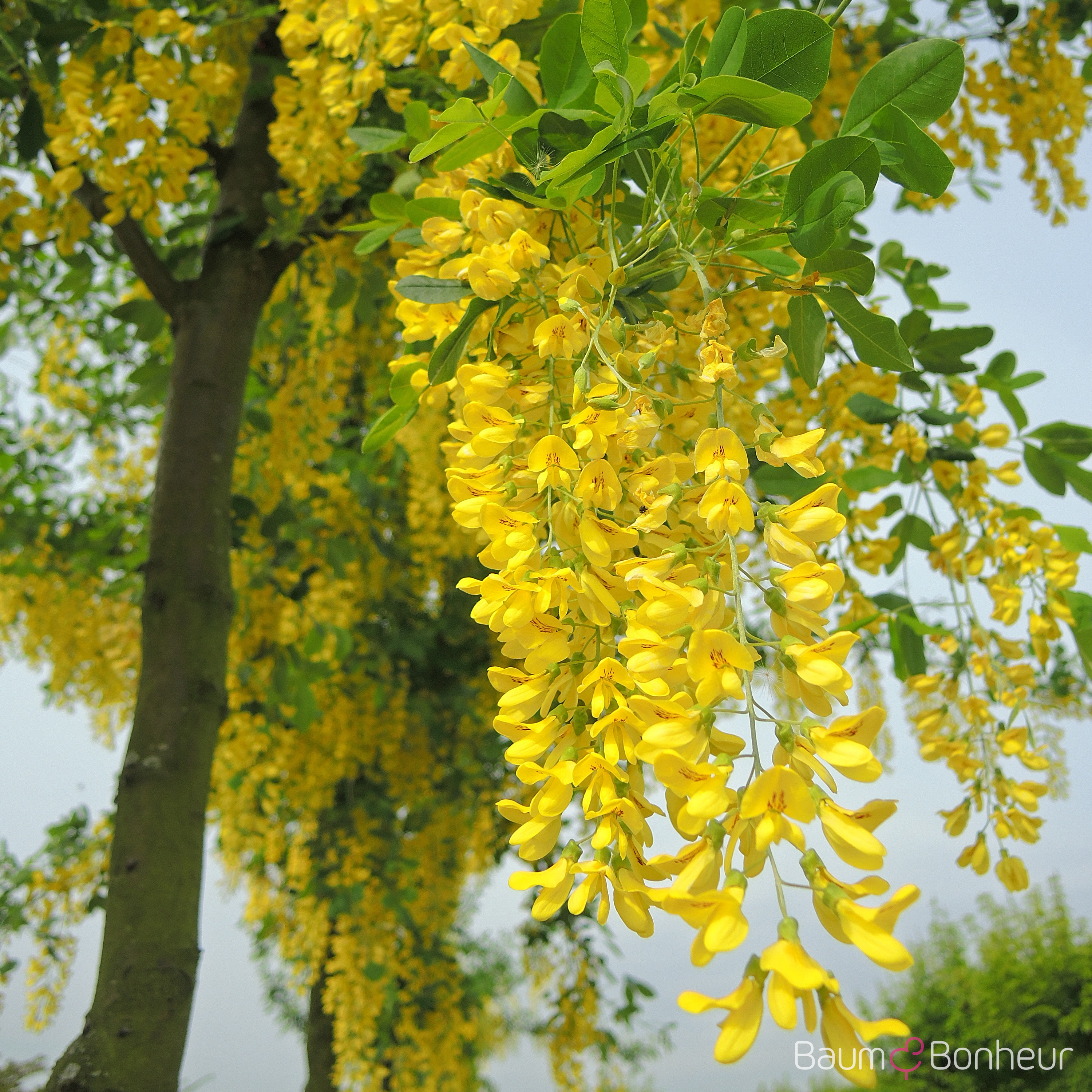 Laburnum x watereri 'Vossii'