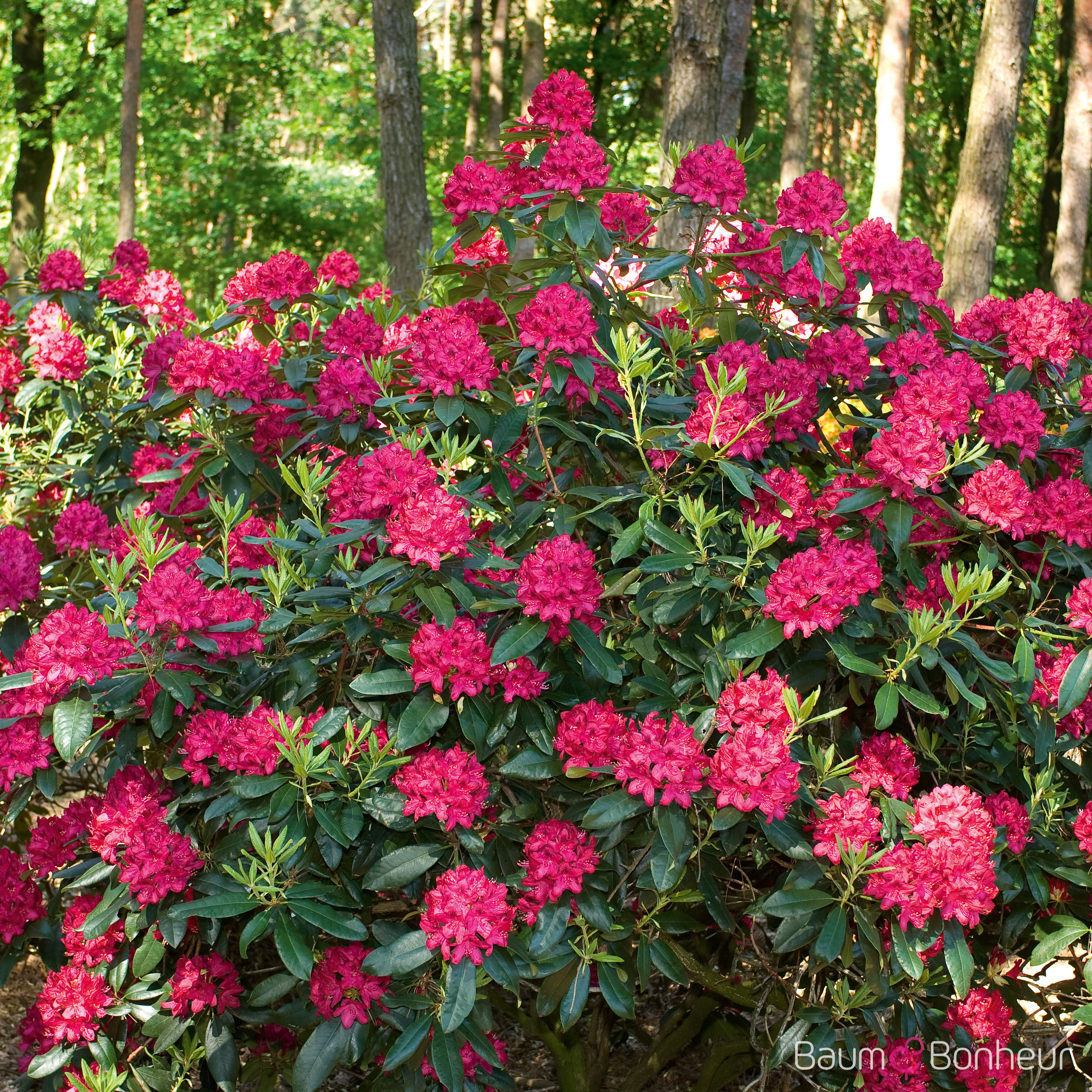 Rhododendron obtusum 'Aladdin'