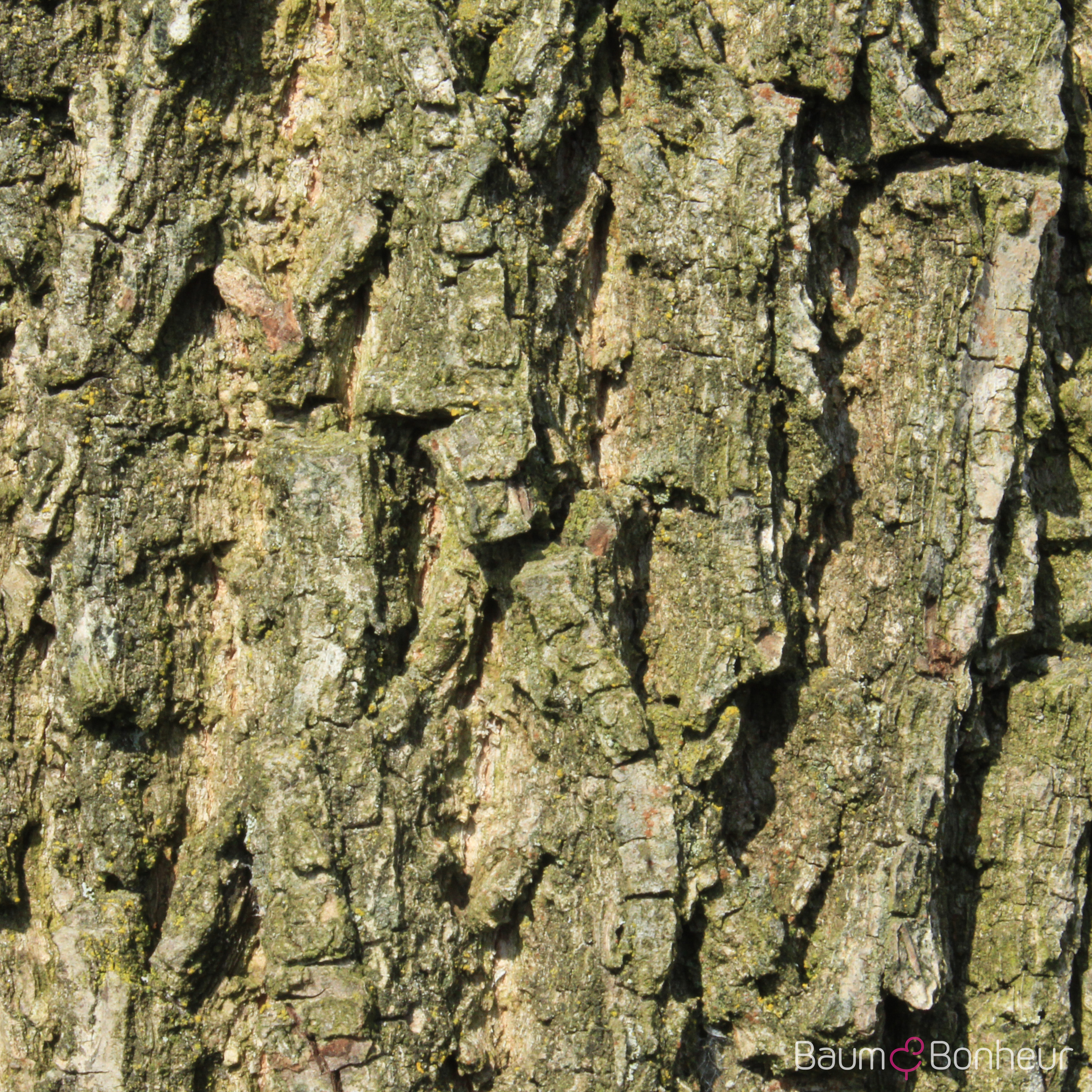 Juglans regia