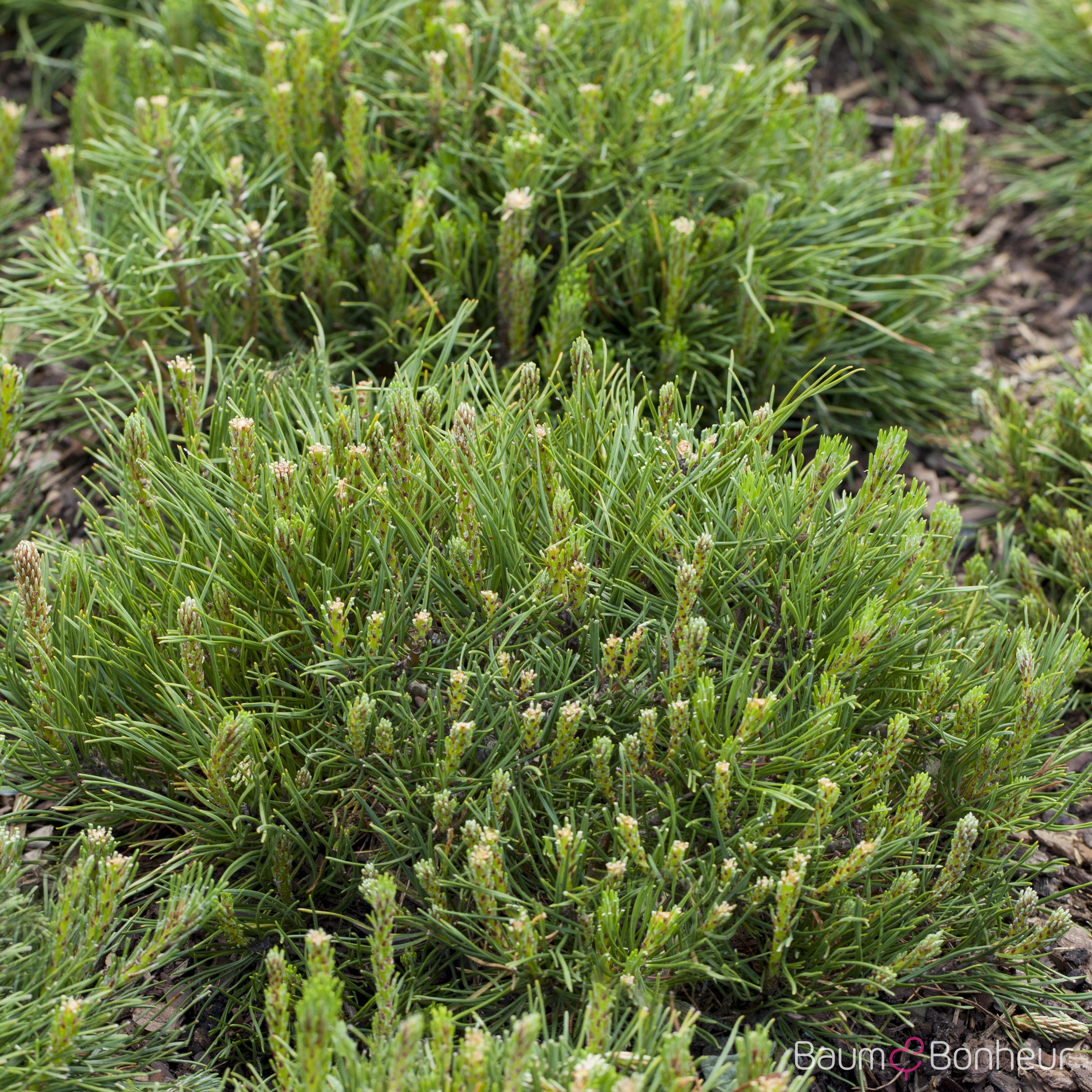 Pinus mugo mughus