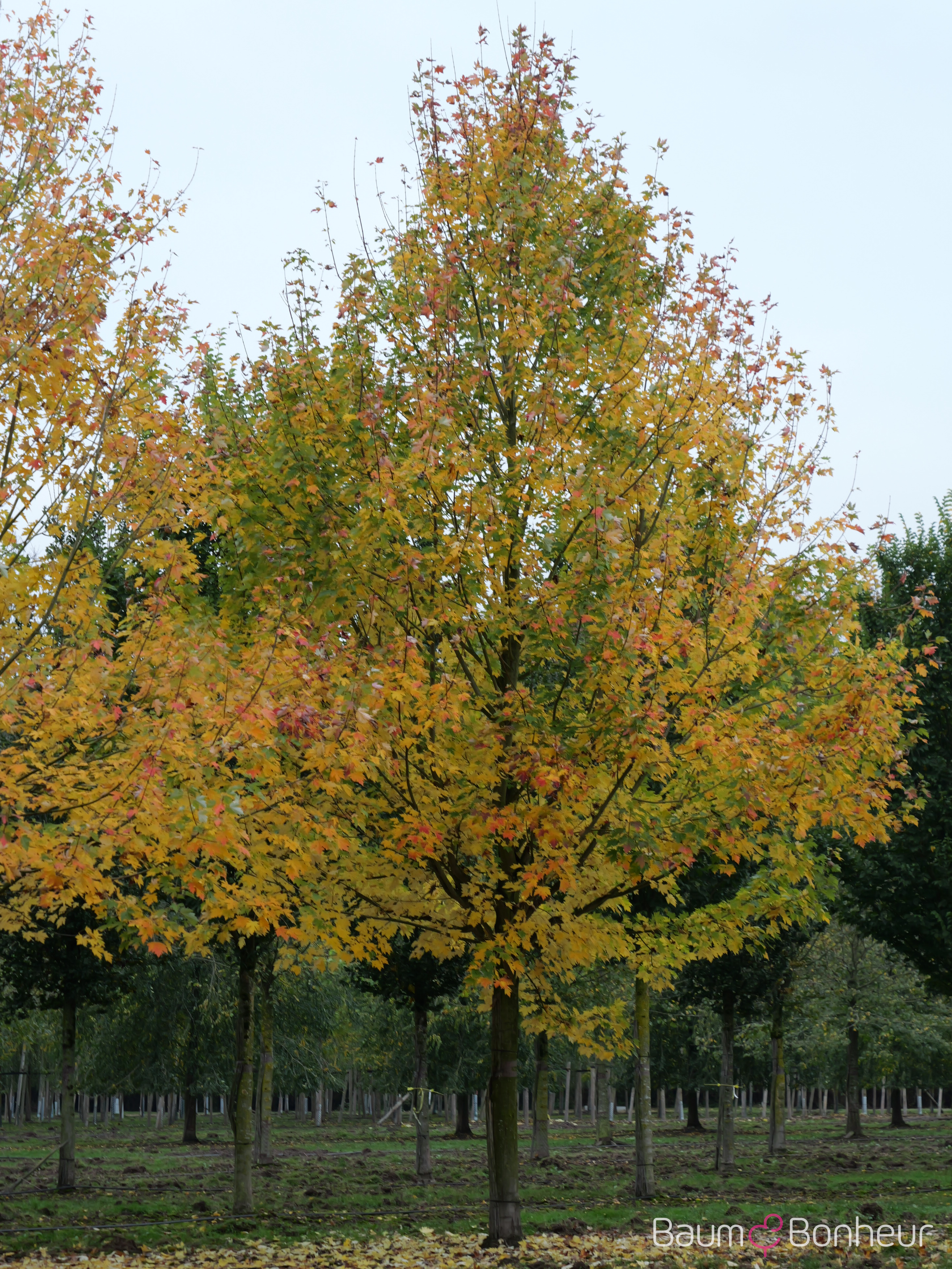 Acer x freemanii 'Celzam'