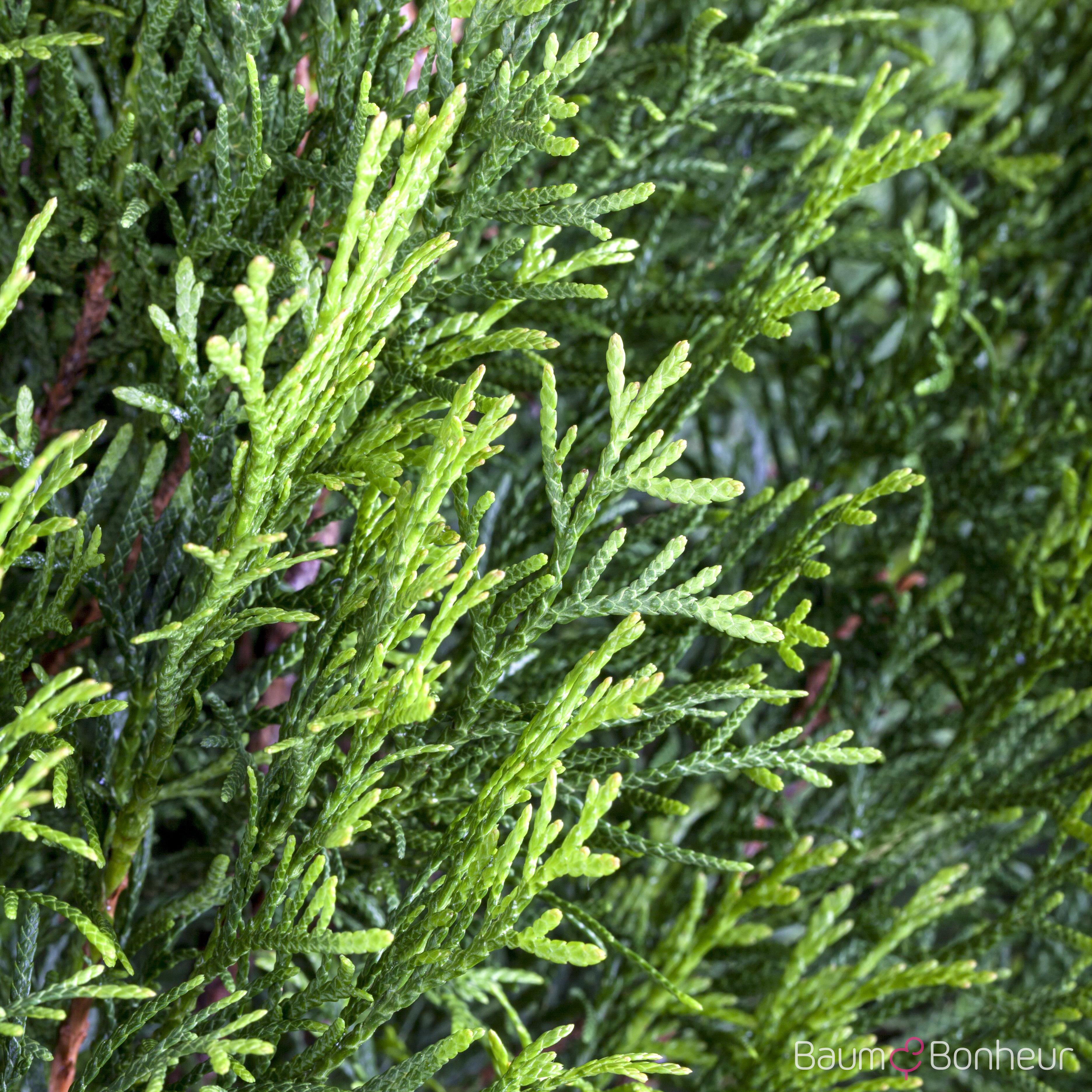 Thuja occidentalis 'Smaragd'