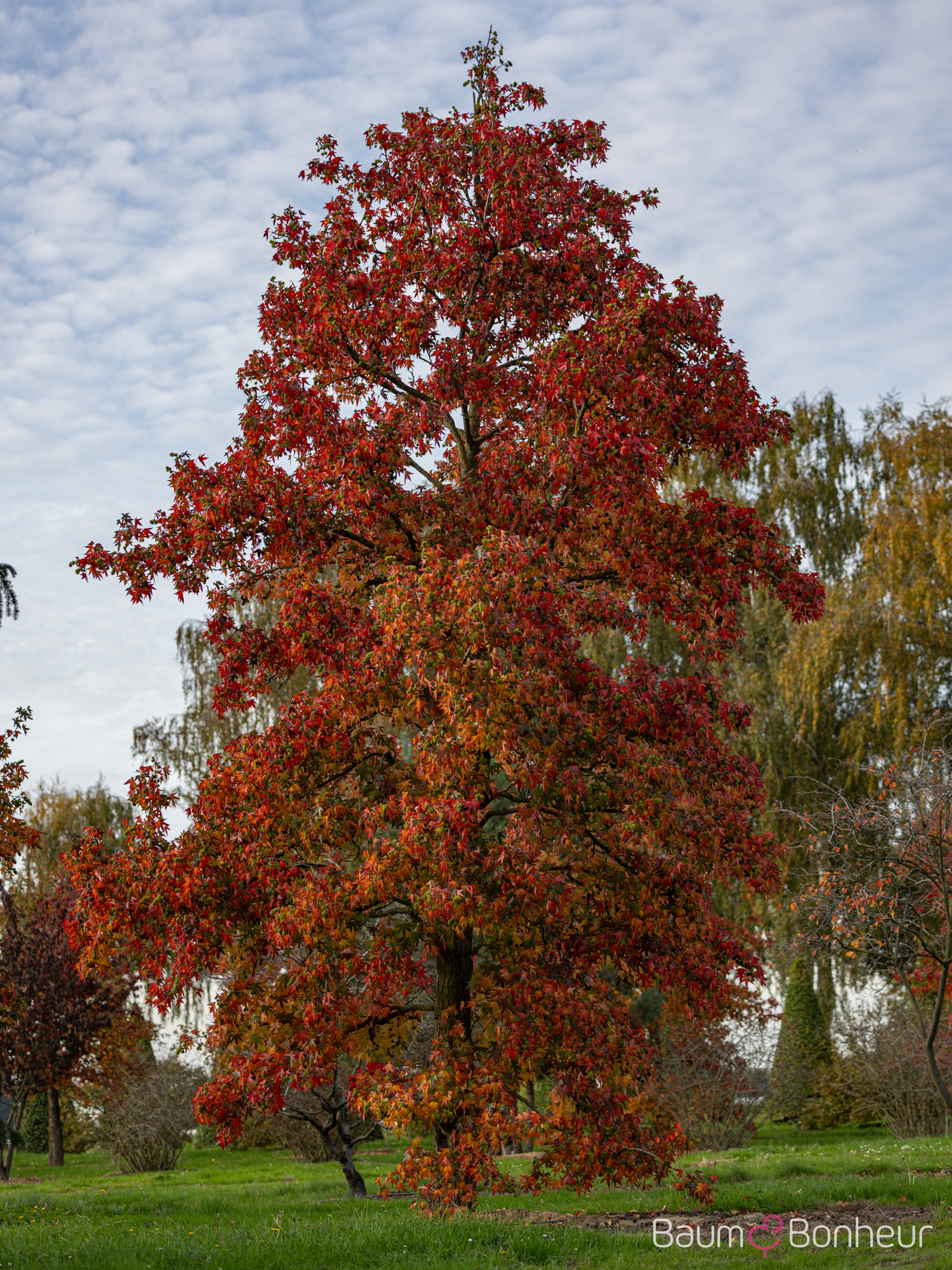 Liquidambar styraciflua 'Worplesdon'