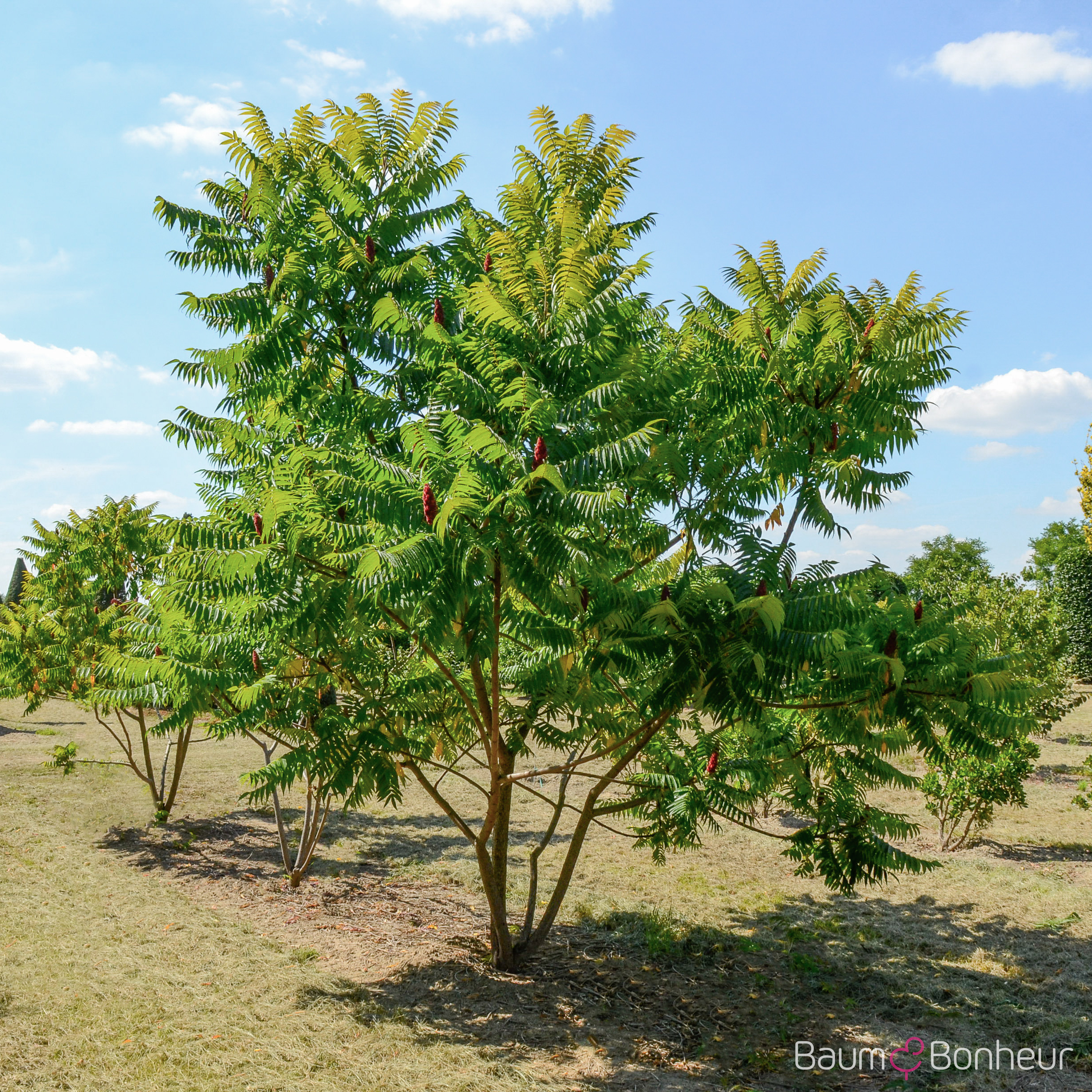 Rhus typhina