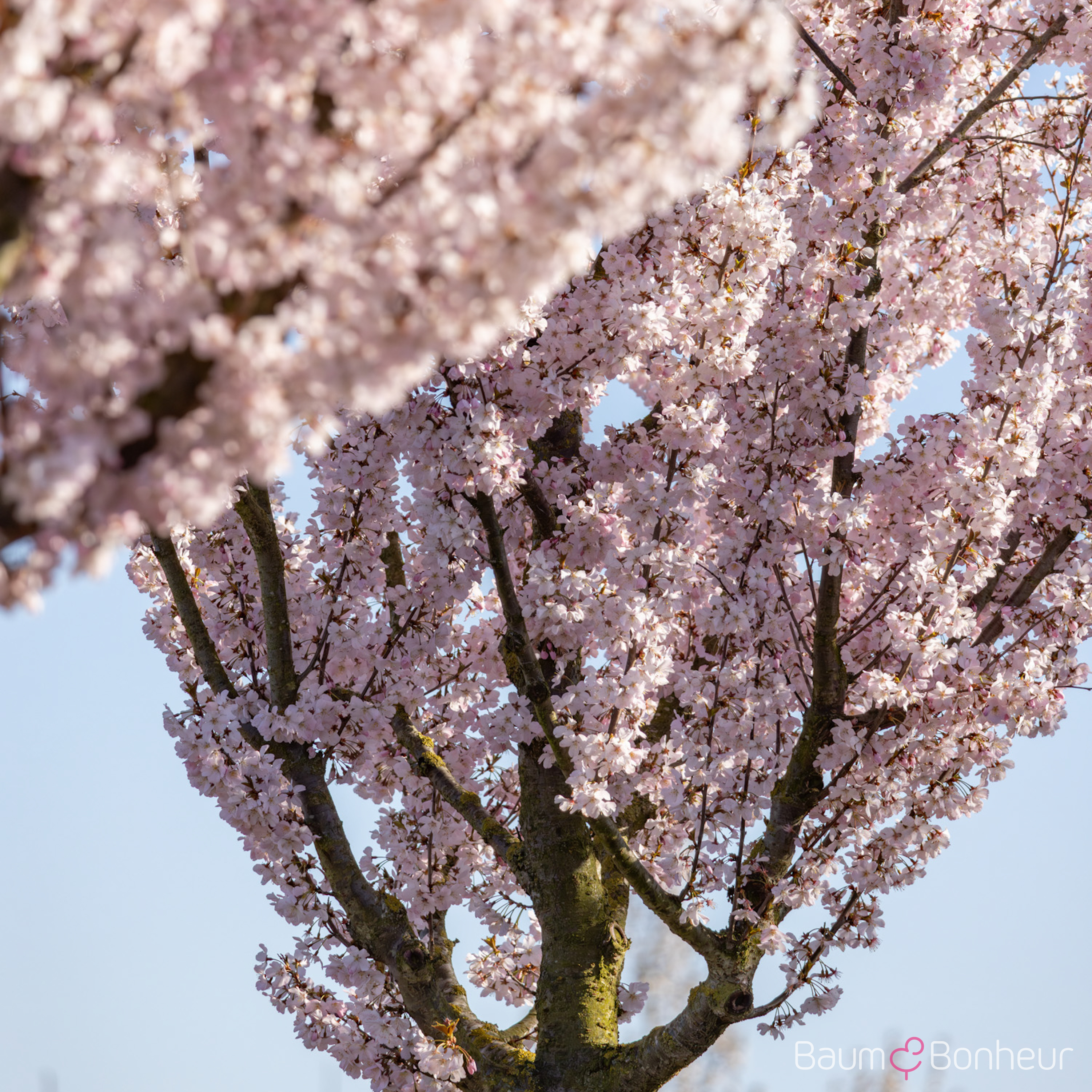 Prunus 'Pandora'