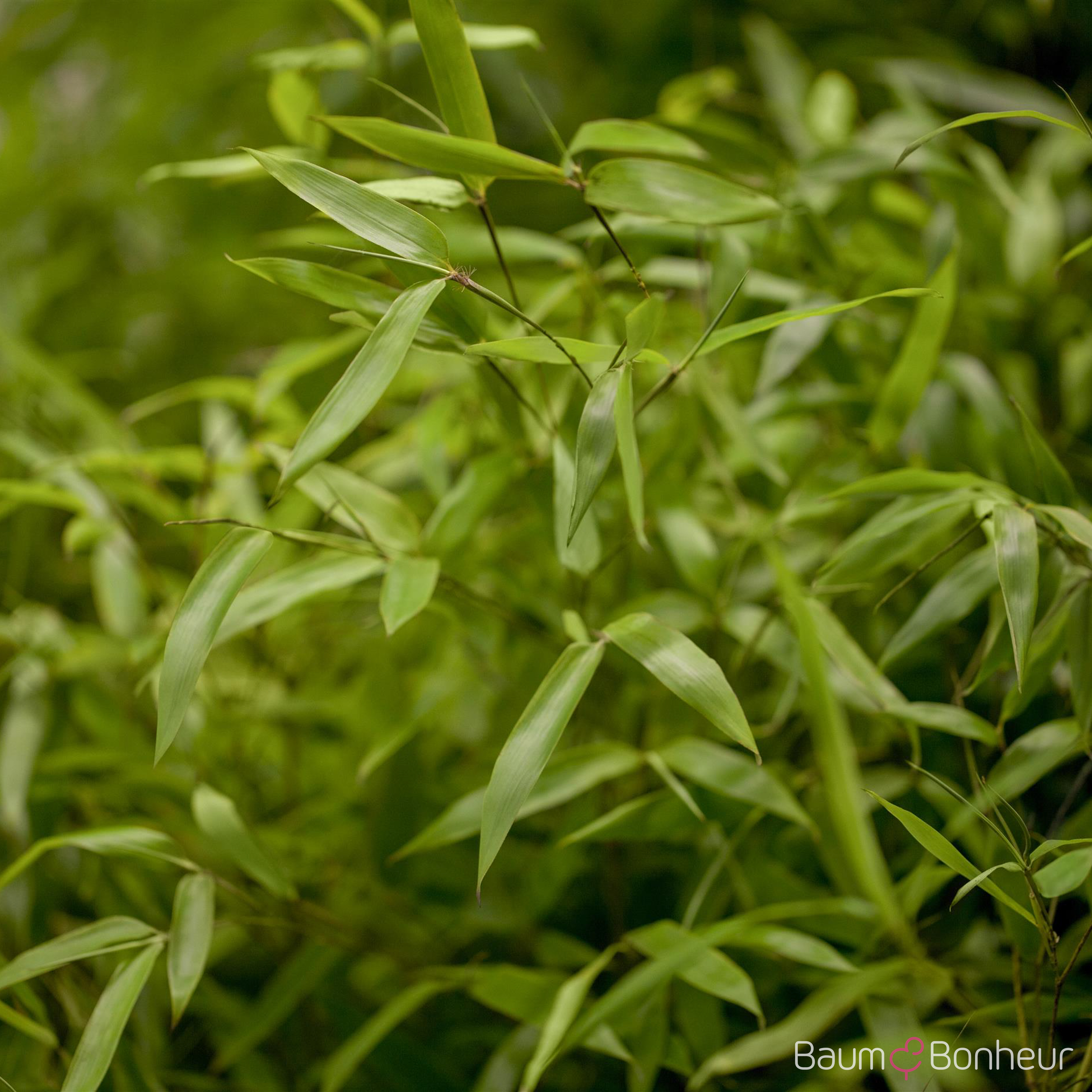 Phyllostachys aureosulcata 'Aureocaulis'