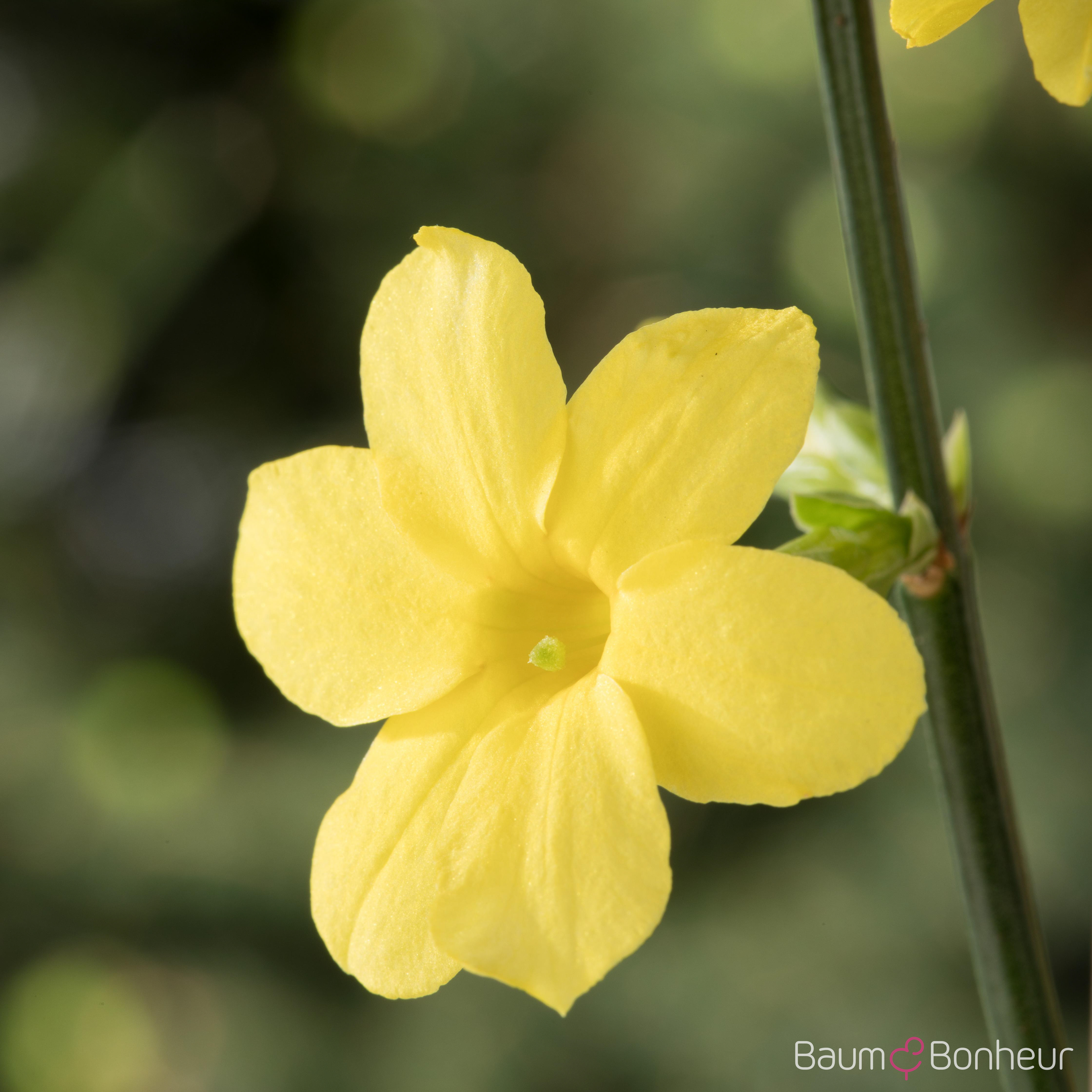 Jasminum nudiflorum