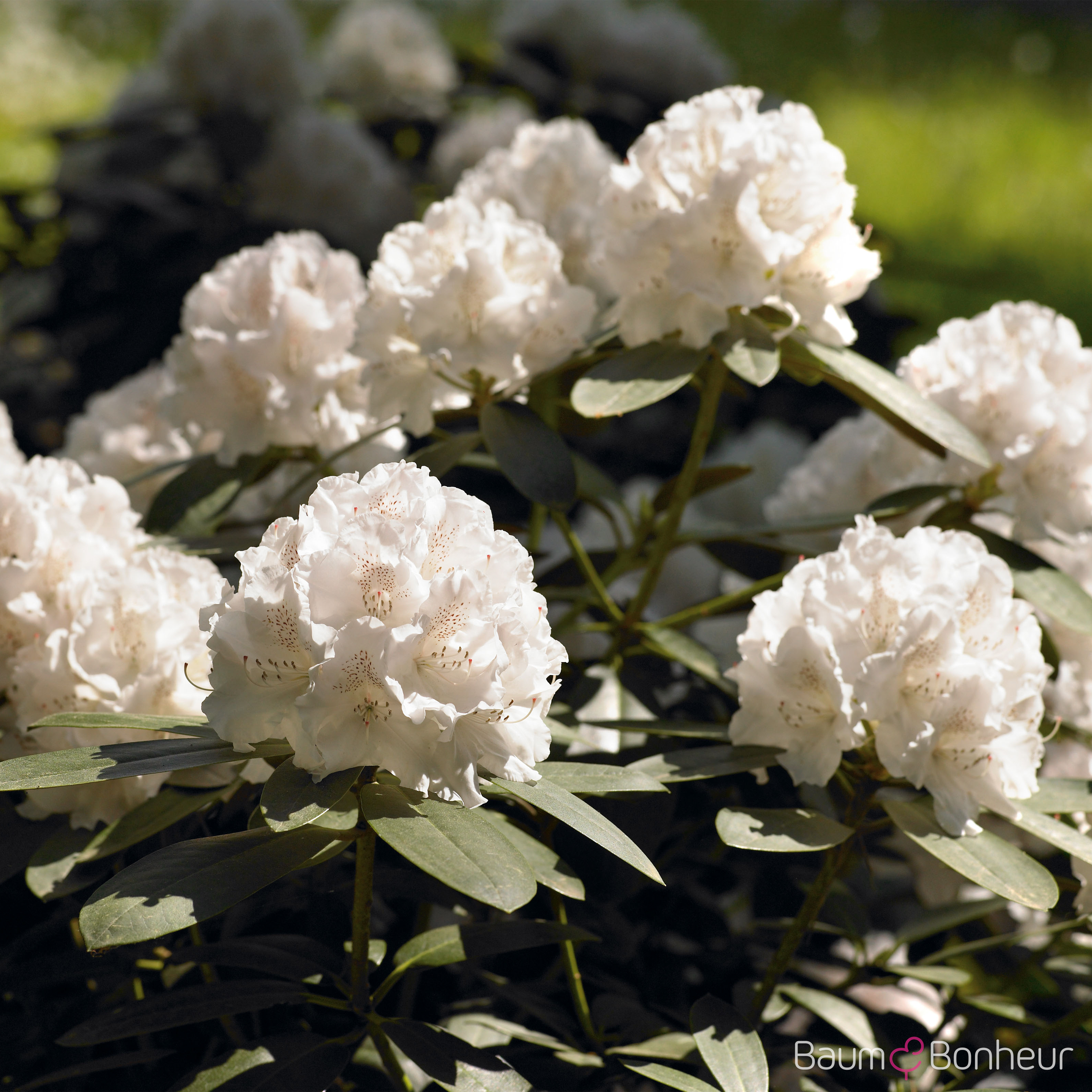 Rhododendron yakushimanum 'Schneekrone'