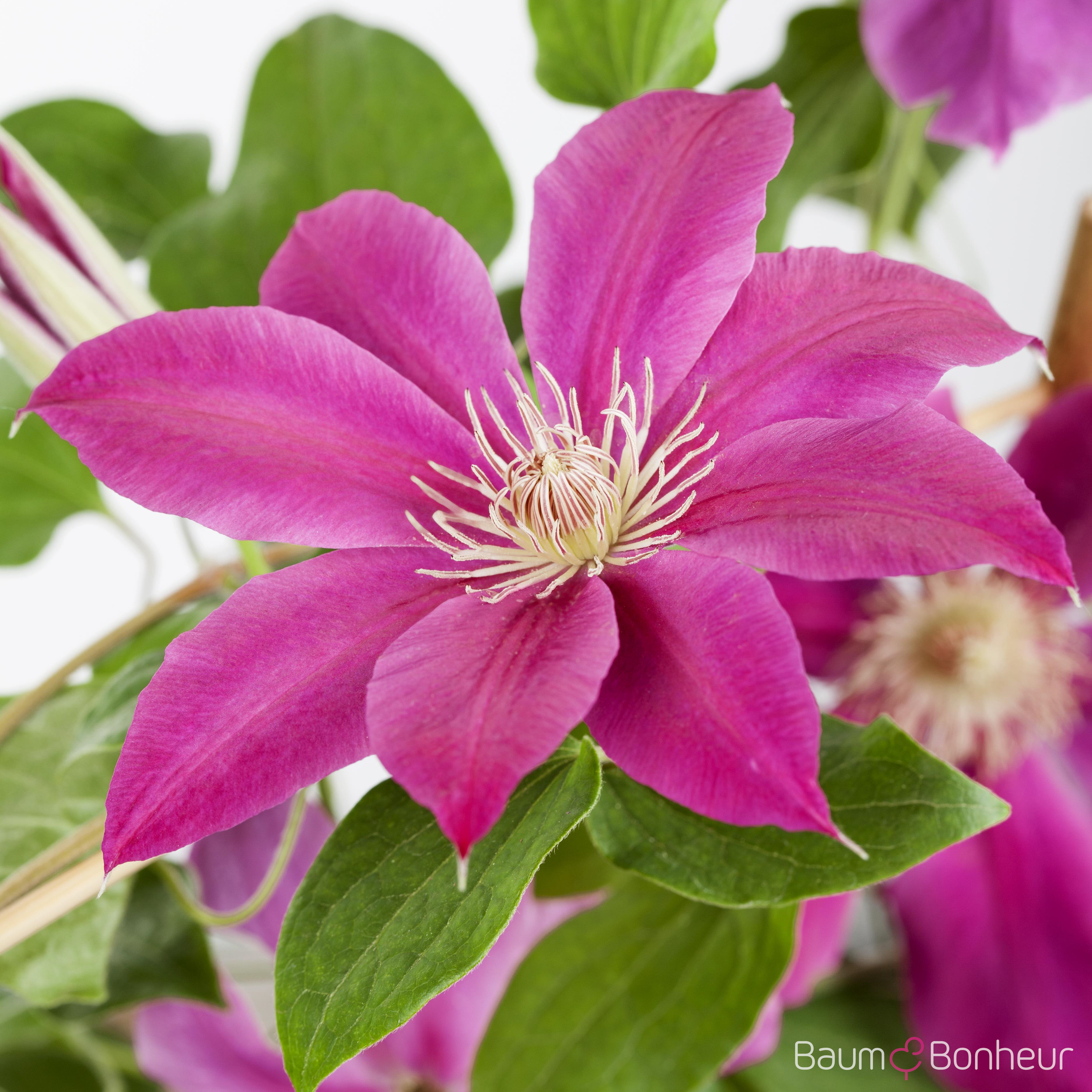 Clematis 'Comtesse de Bouchaud'