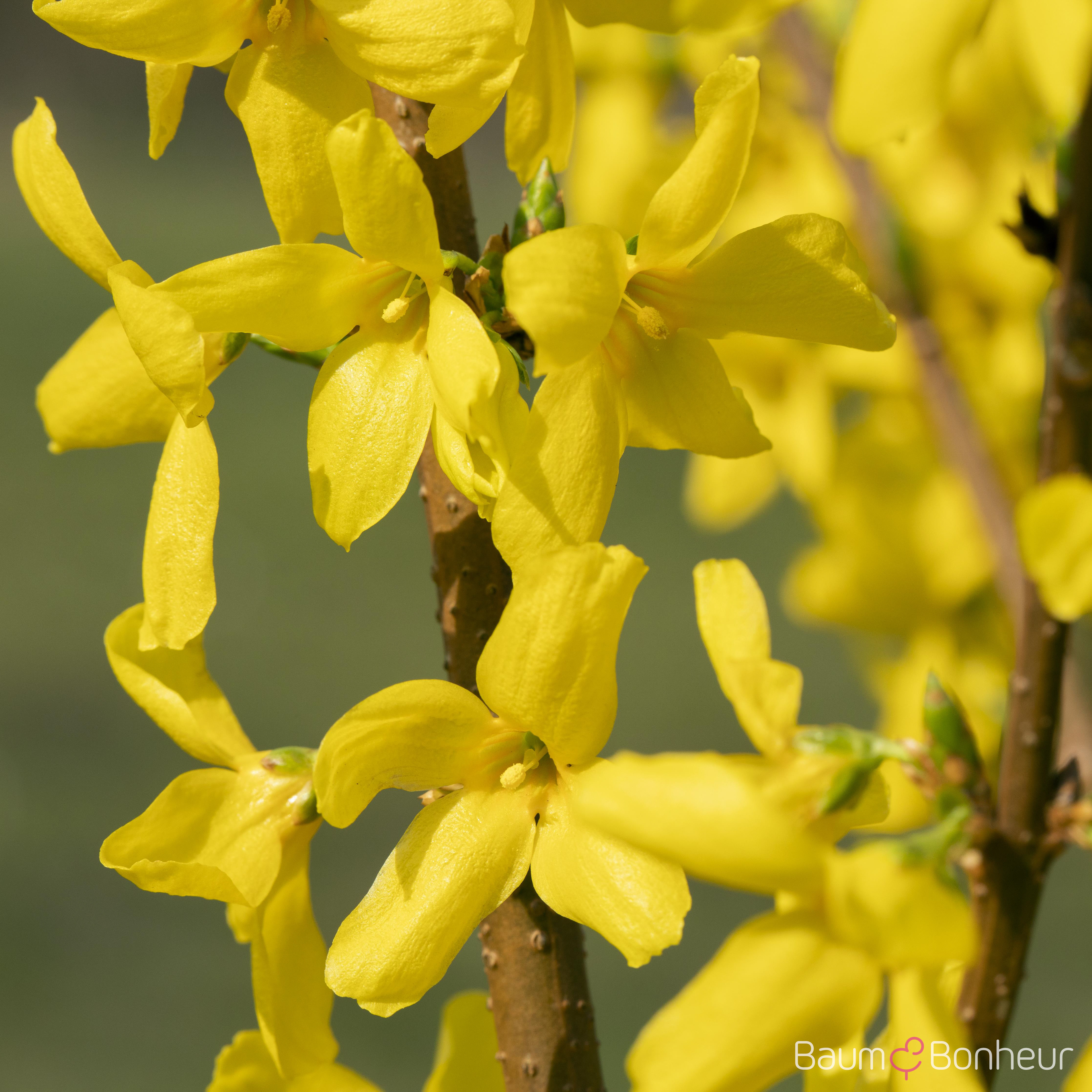 Forsythia x intermedia 'Lynwood'