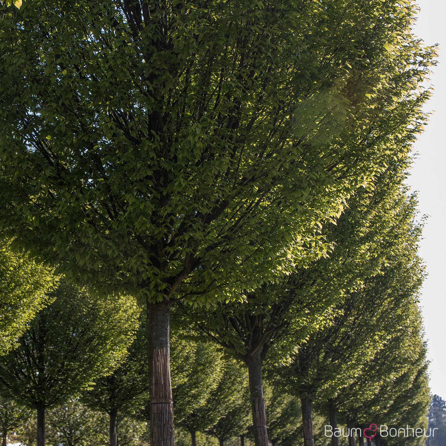 Carpinus betulus 'Fastigiata'