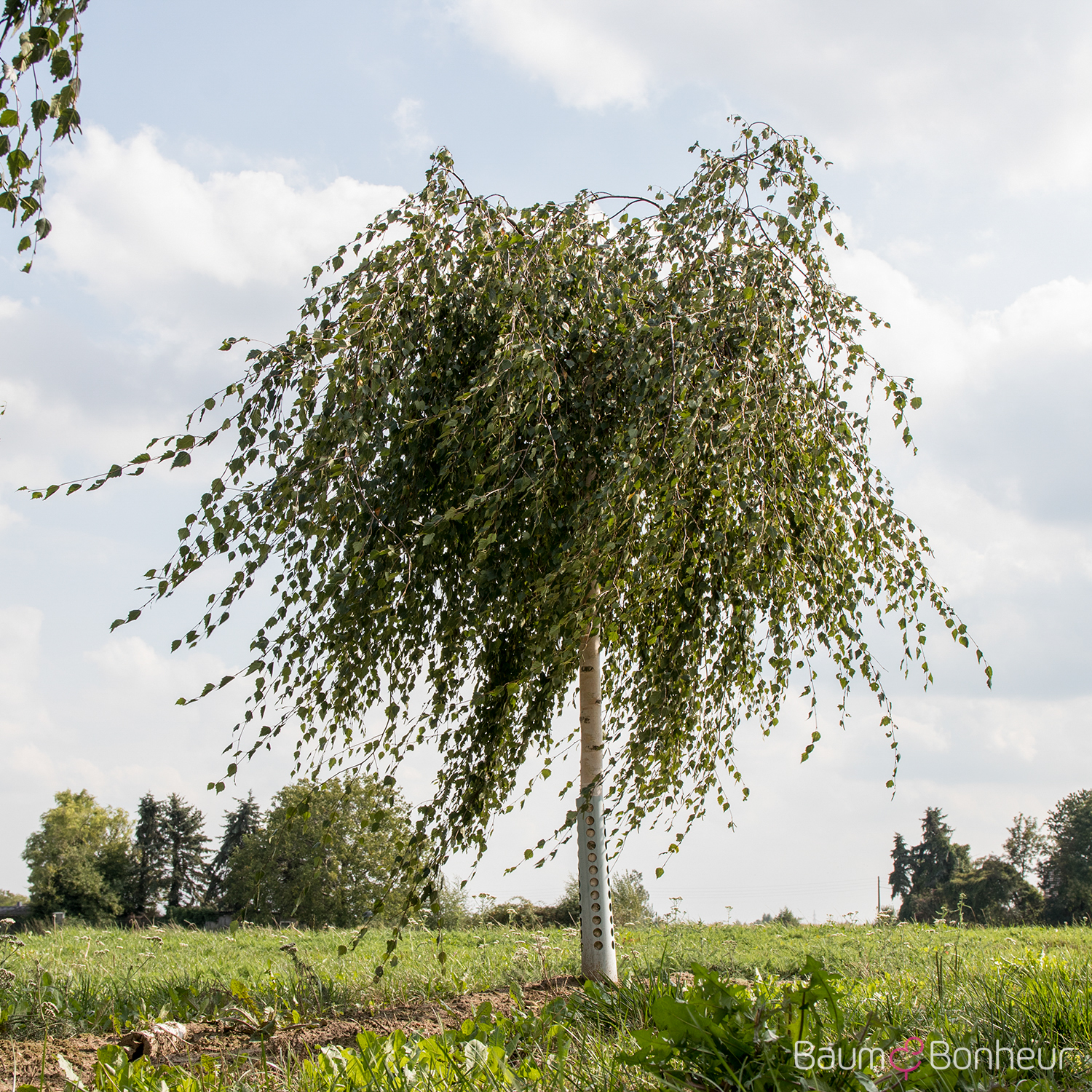 Betula pendula 'Youngii'