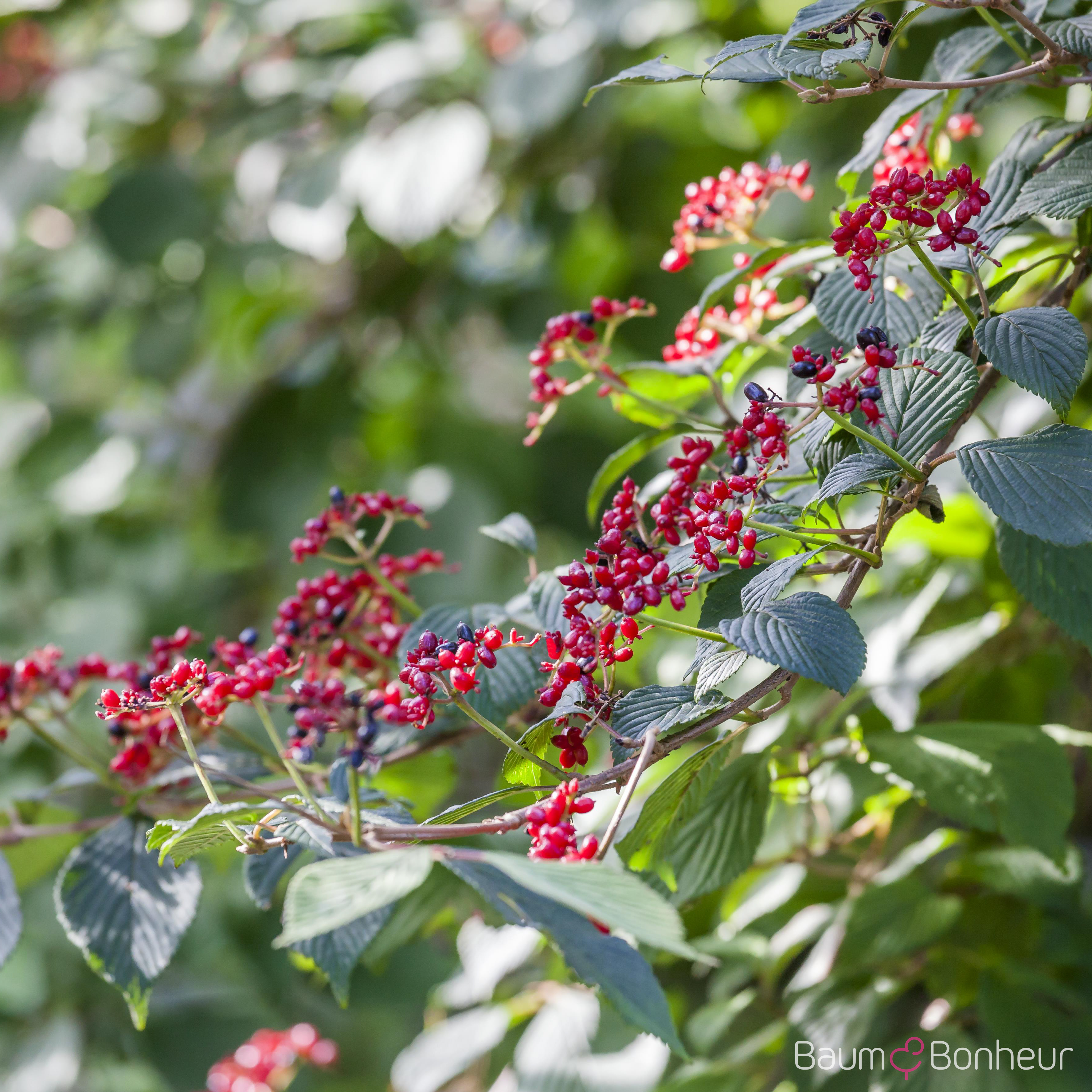 Viburnum lantana