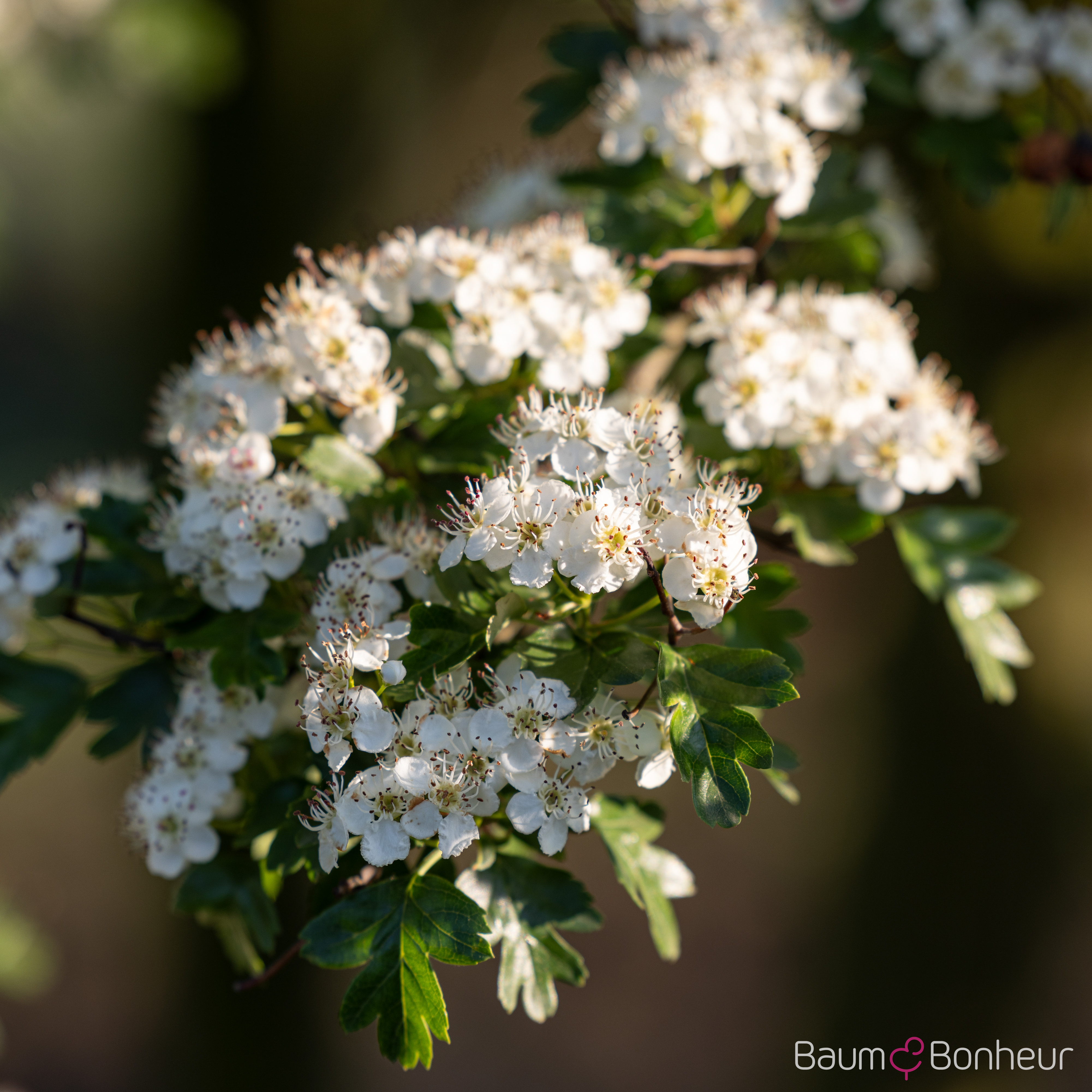 Crataegus monogyna