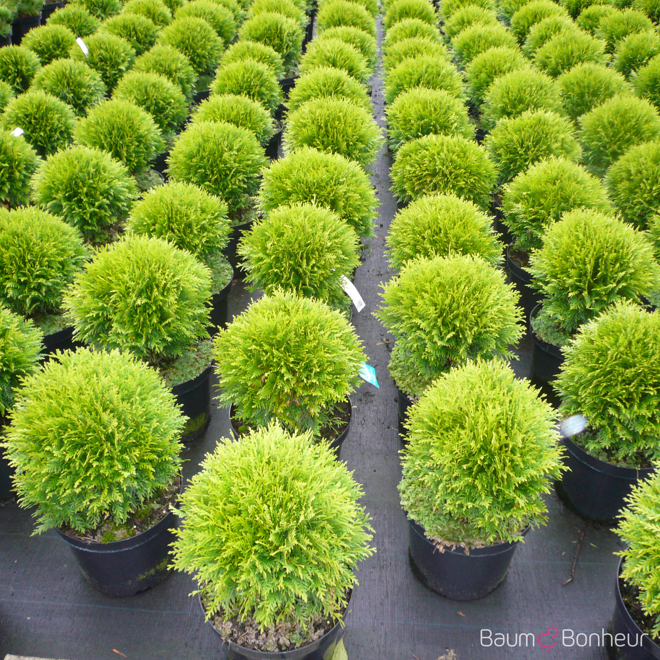 Thuja occidentalis 'Danica'