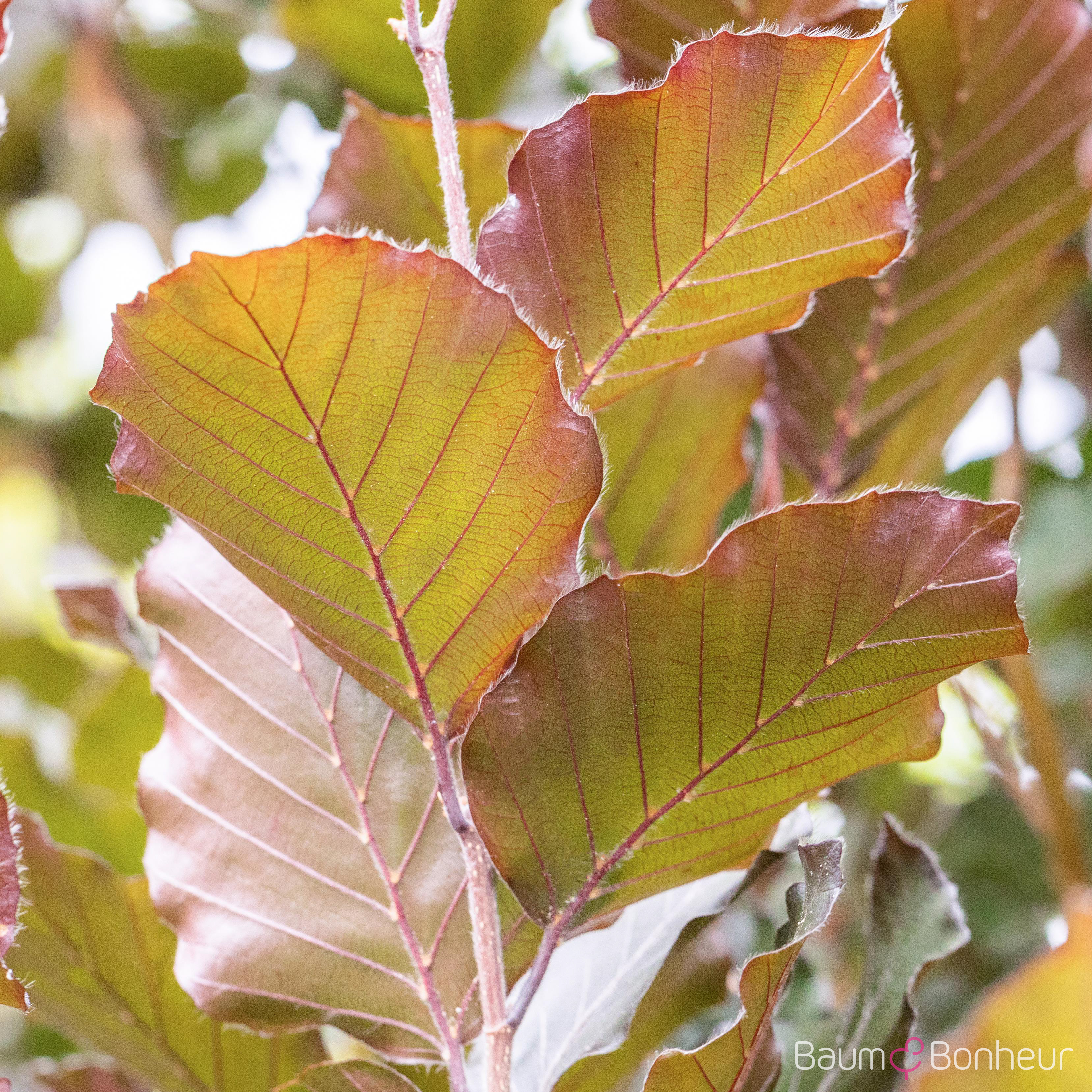 Fagus sylvatica 'Dawyck Purple'