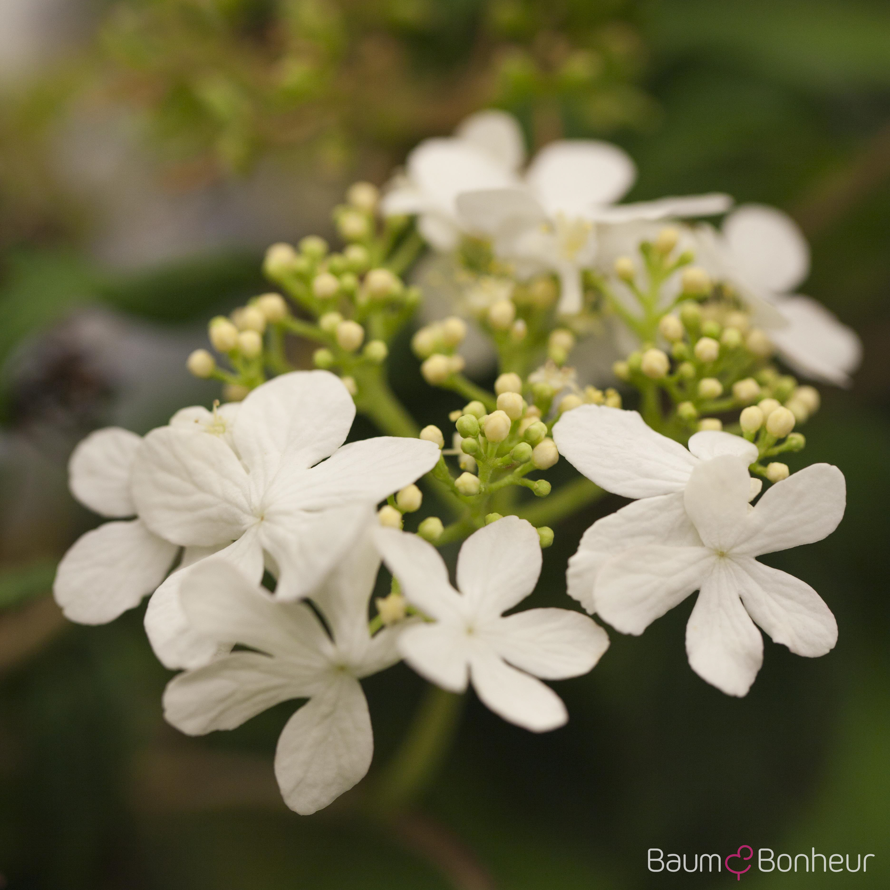 Viburnum plicatum 'Watanabe'