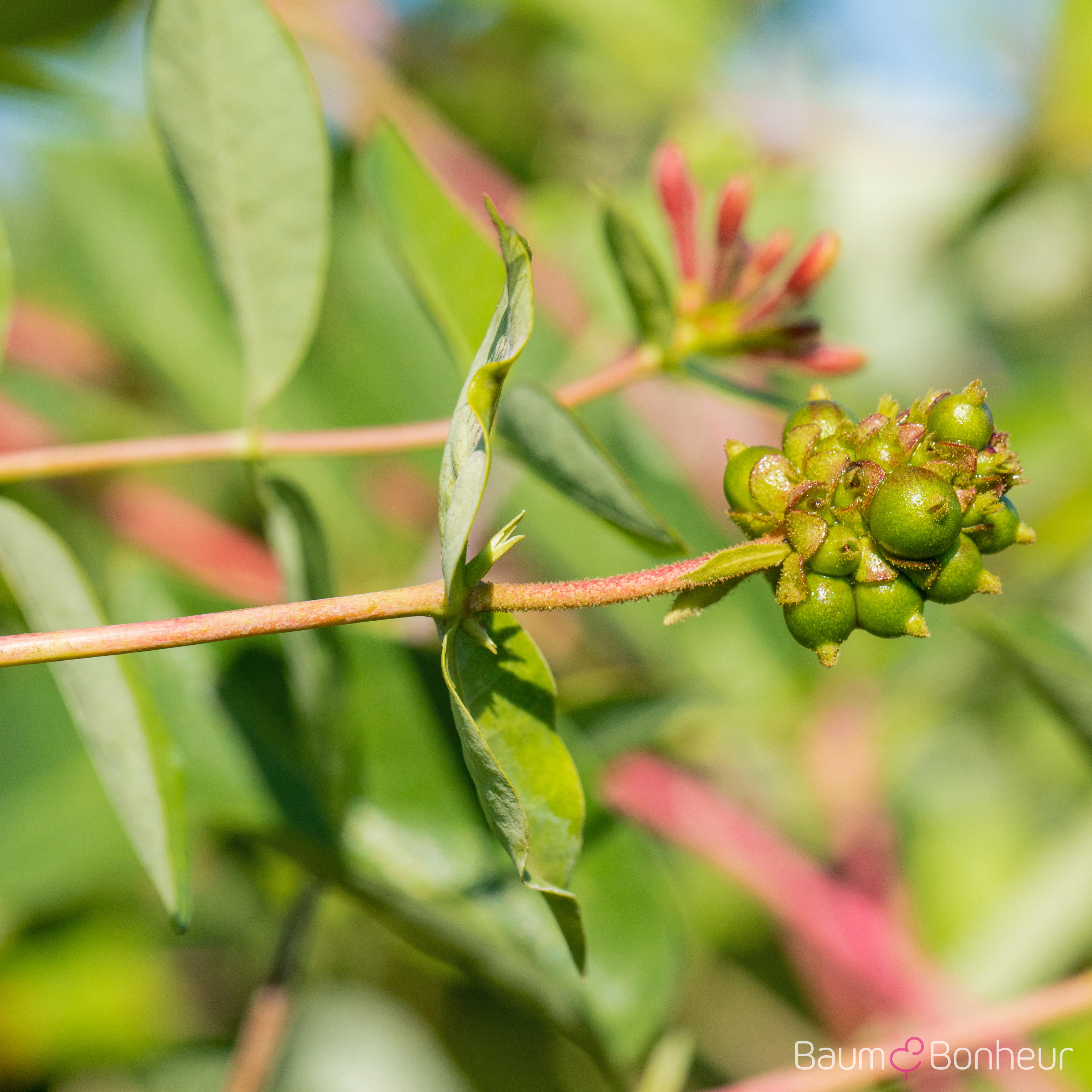 Lonicera caprifolium
