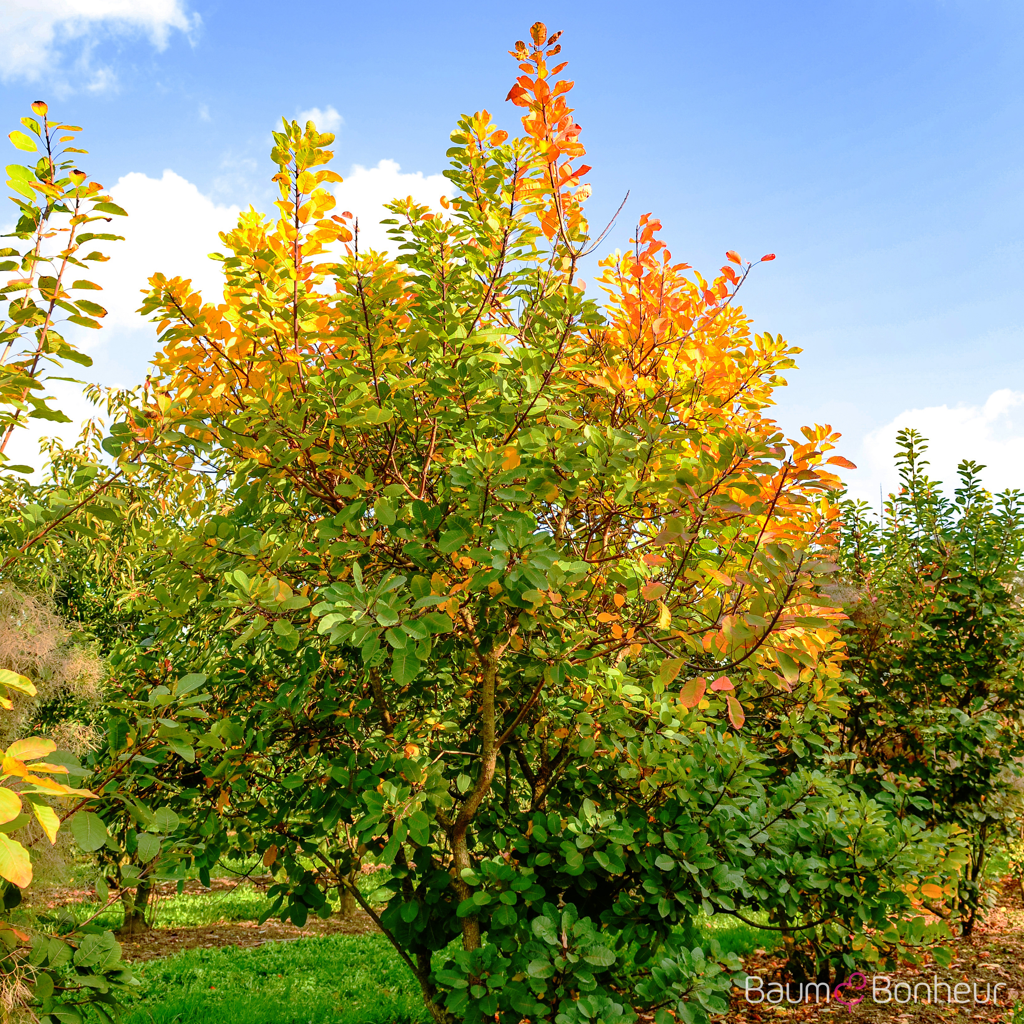 Cotinus coggygria
