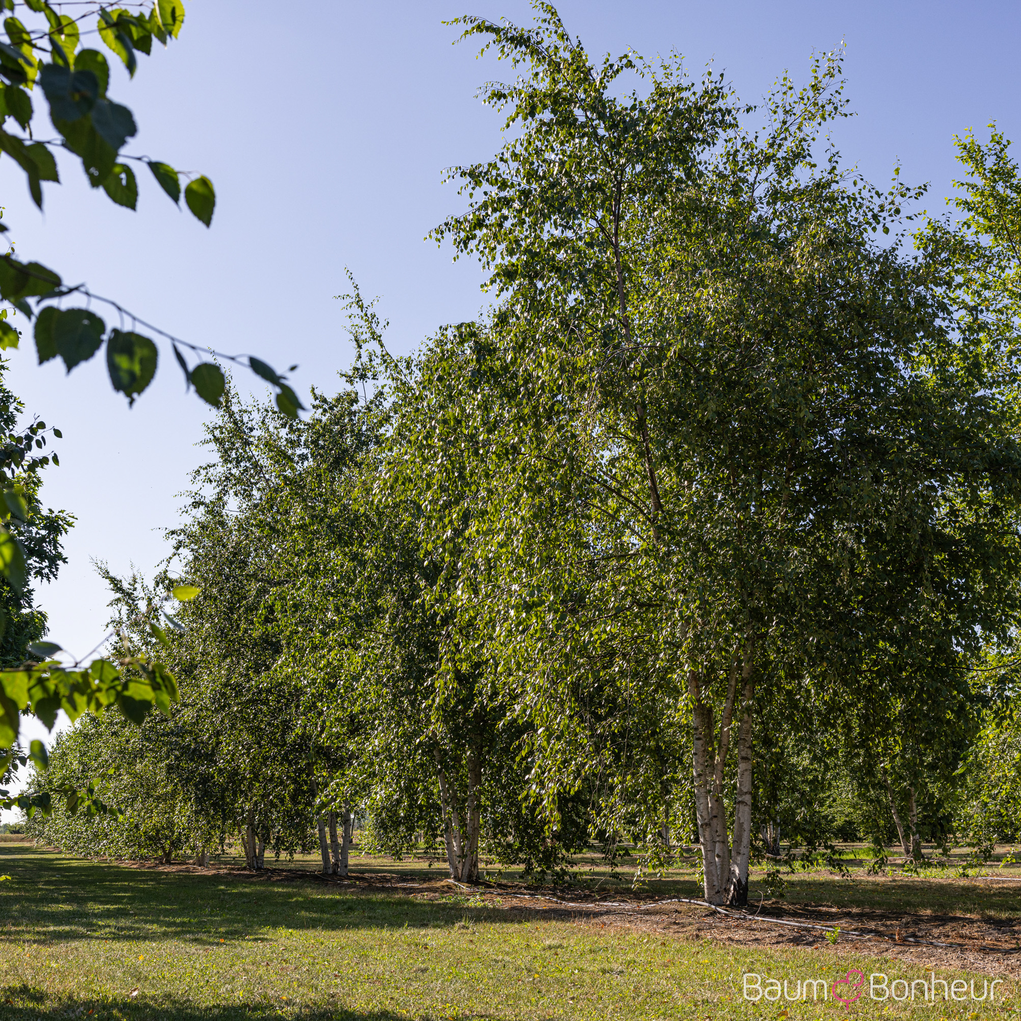 Betula pubescens