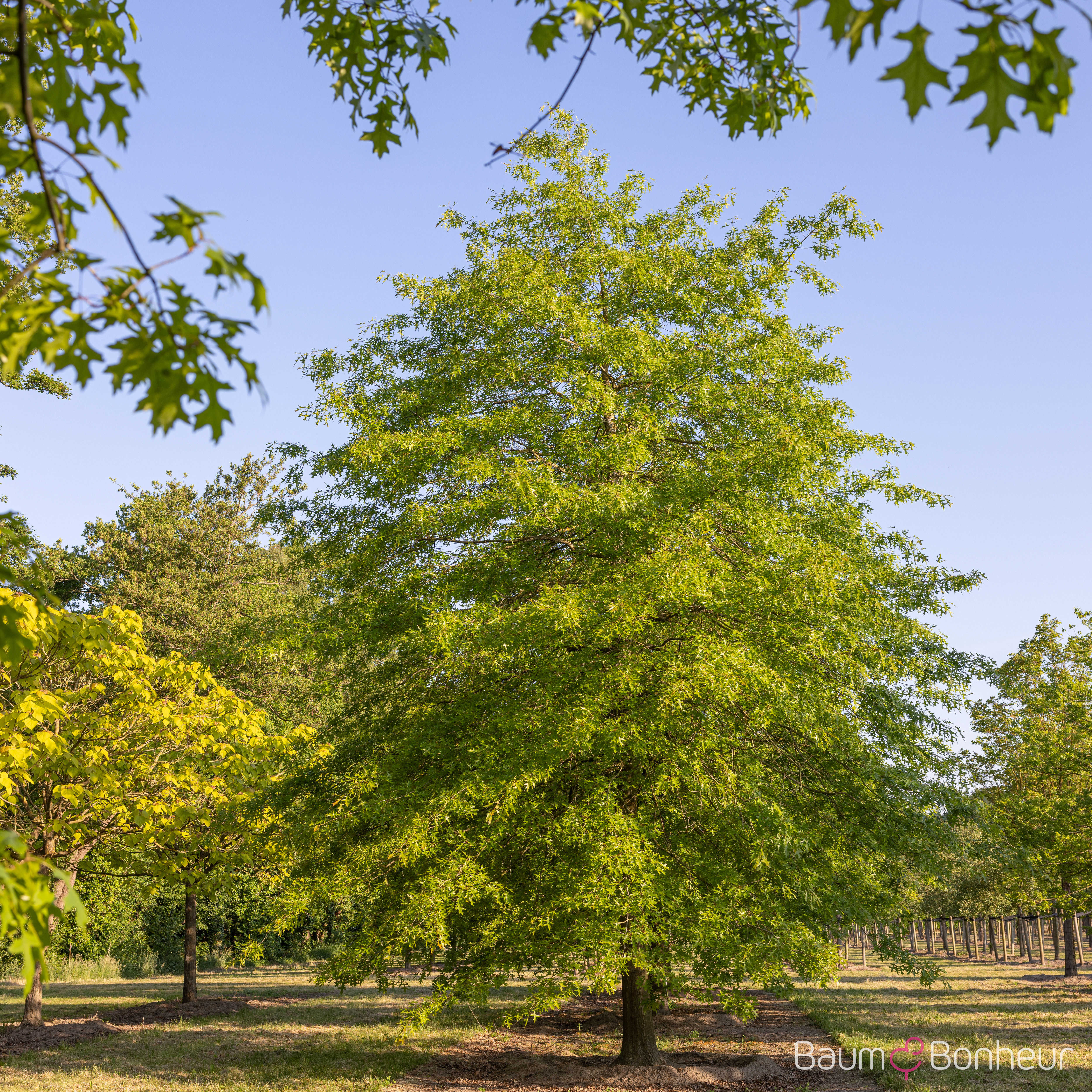 Quercus coccinea 'Splendens'