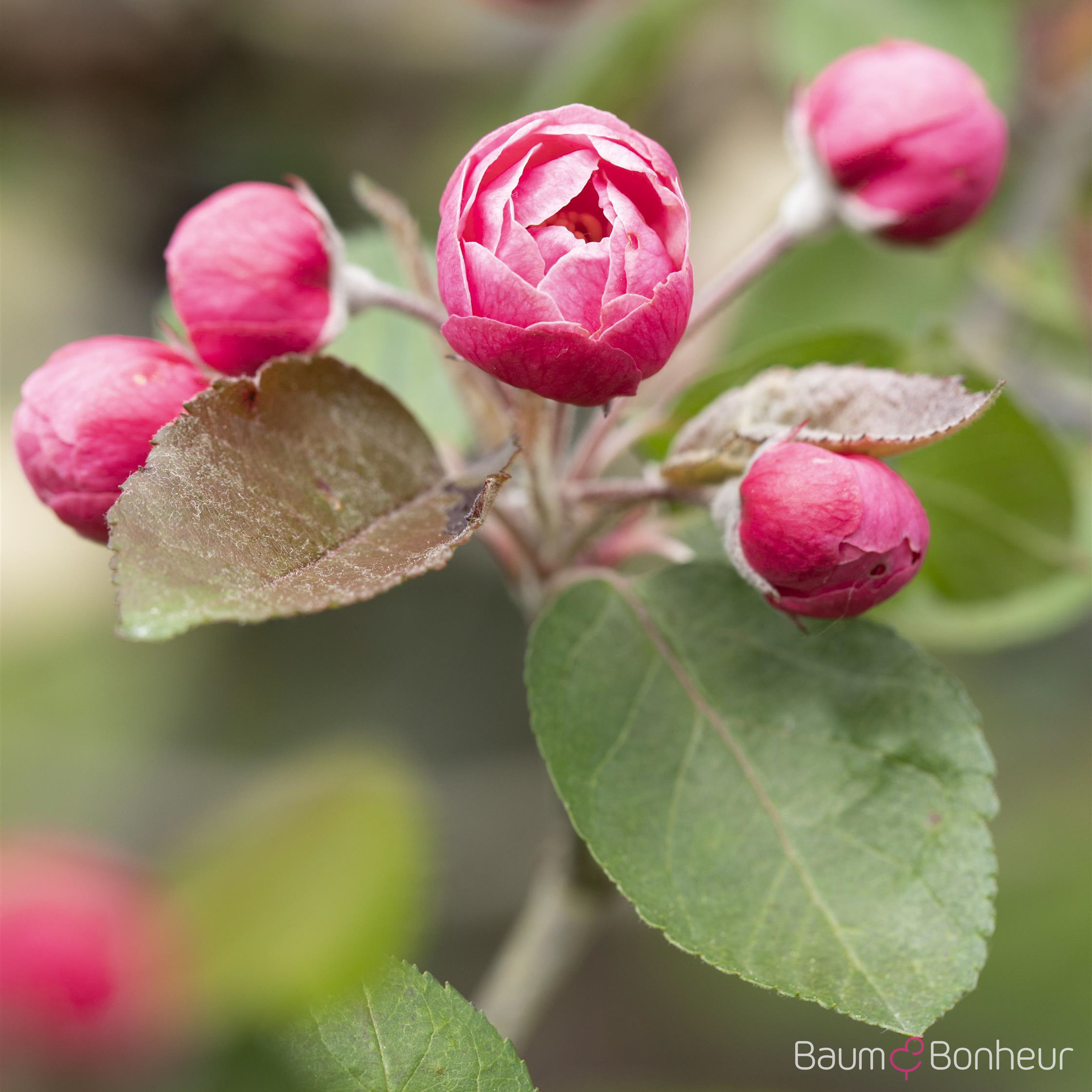 Malus 'Brandy Magic'