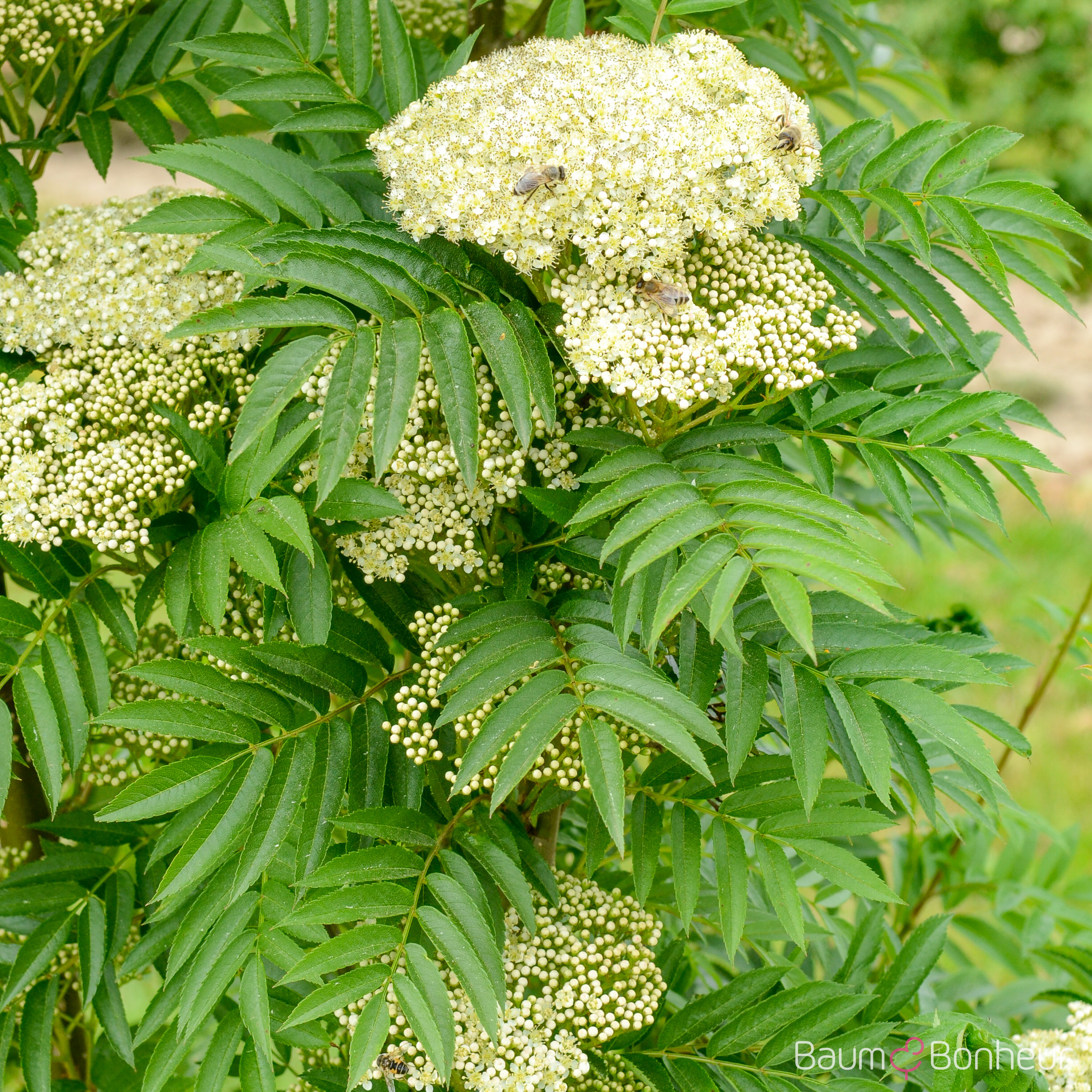 Sorbus aucuparia 'Autumn Spire' -R-