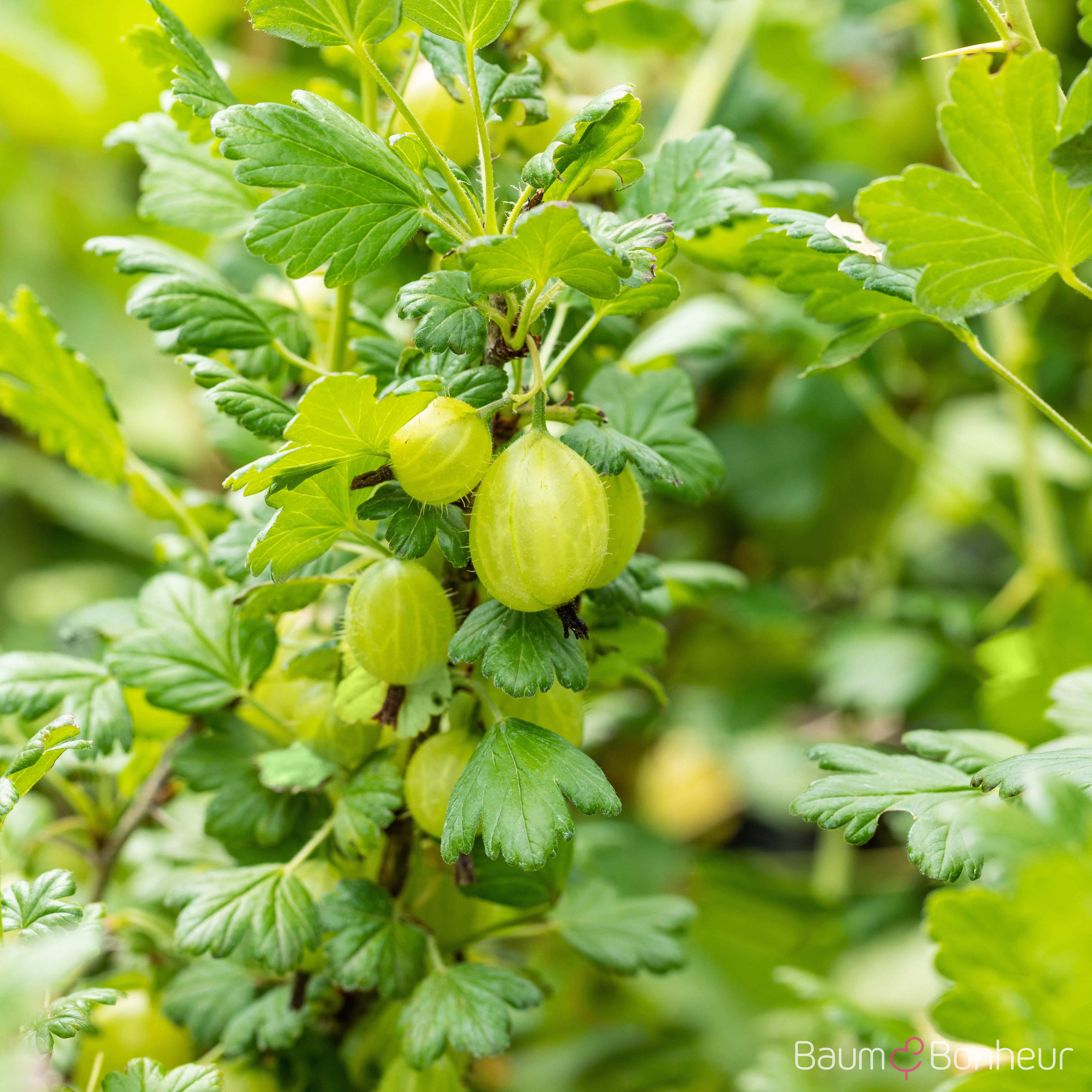 Ribes uva-crispa 'Invicta'