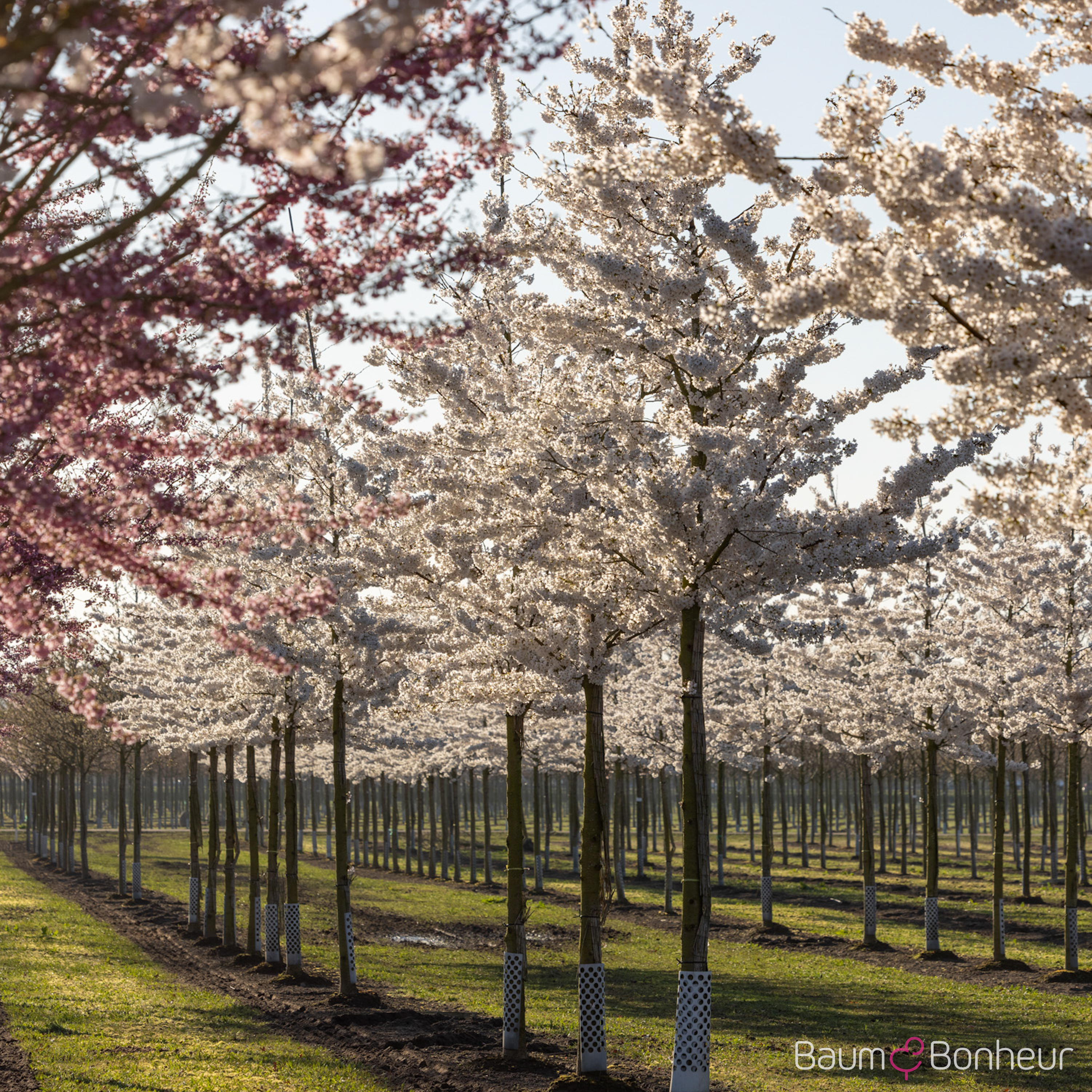 Prunus yedoensis