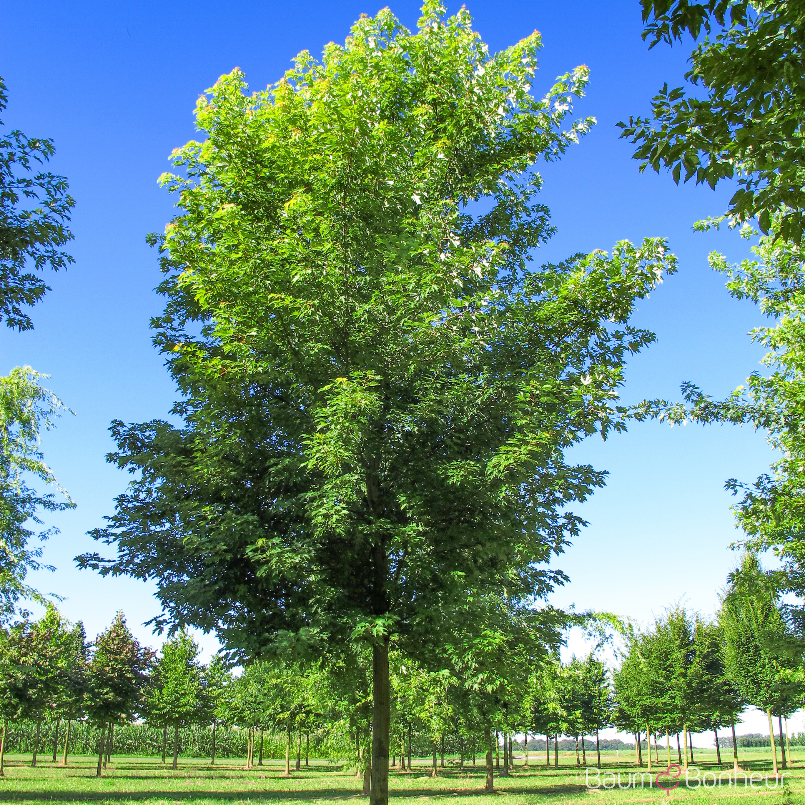 Acer saccharinum 'Pyramidale'