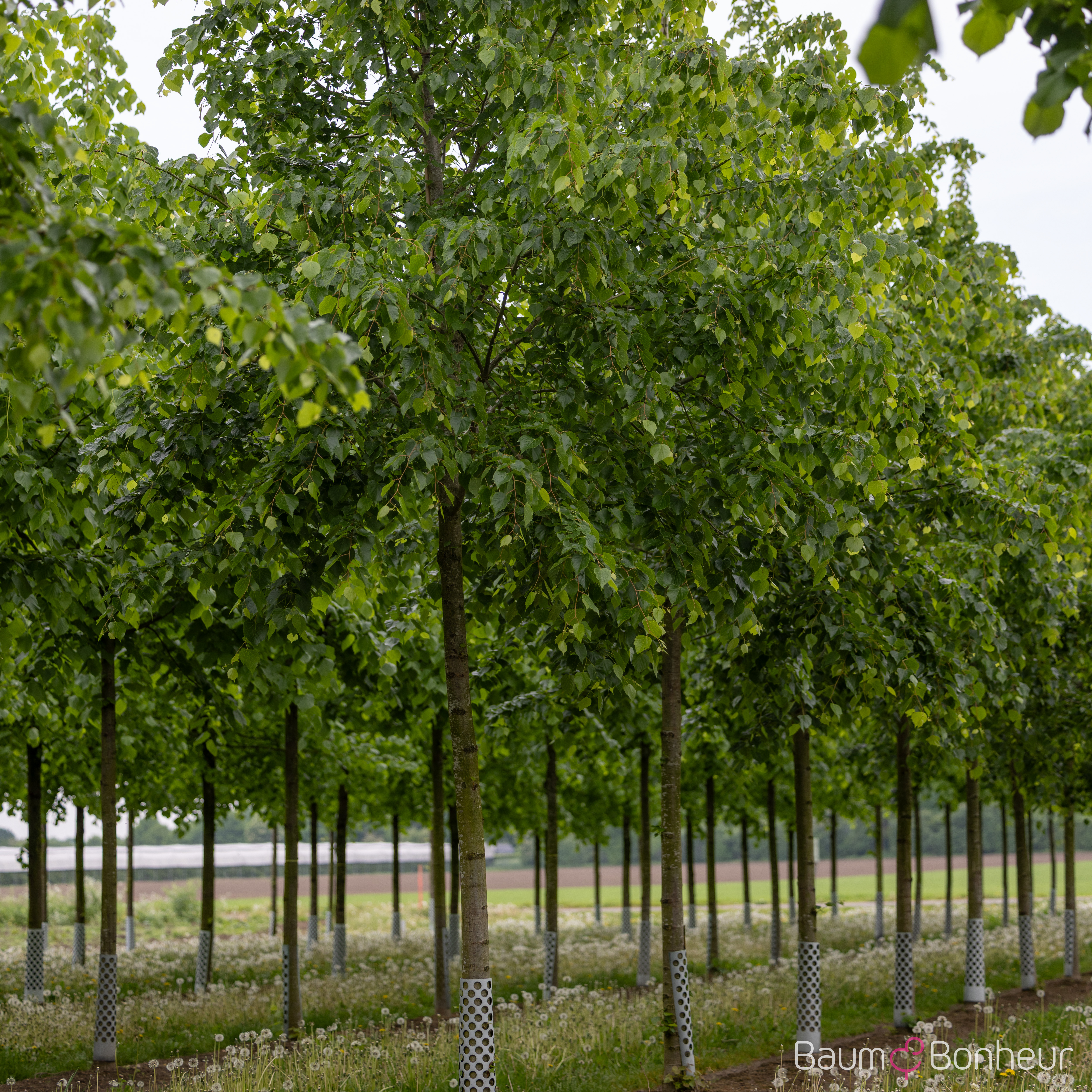 Tilia mongolica 'Buda'