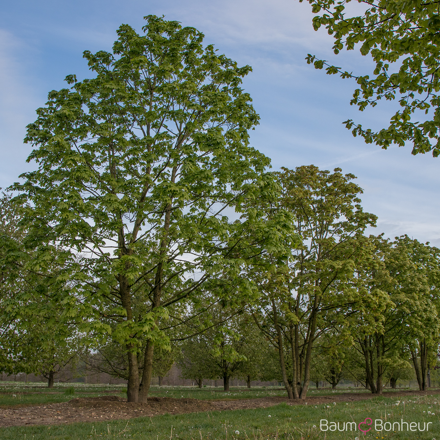 Acer platanoides