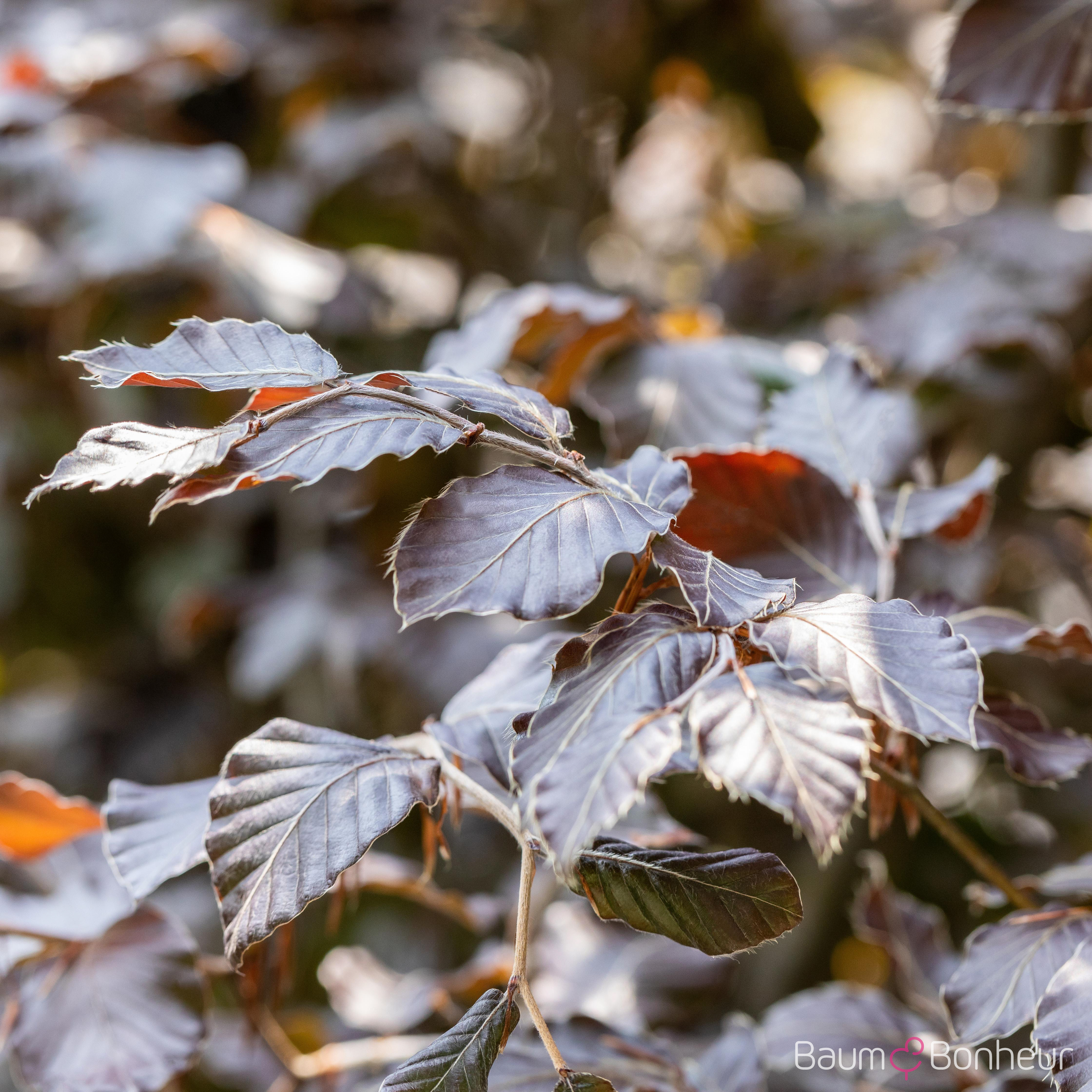 Fagus sylvatica 'Atropunicea'