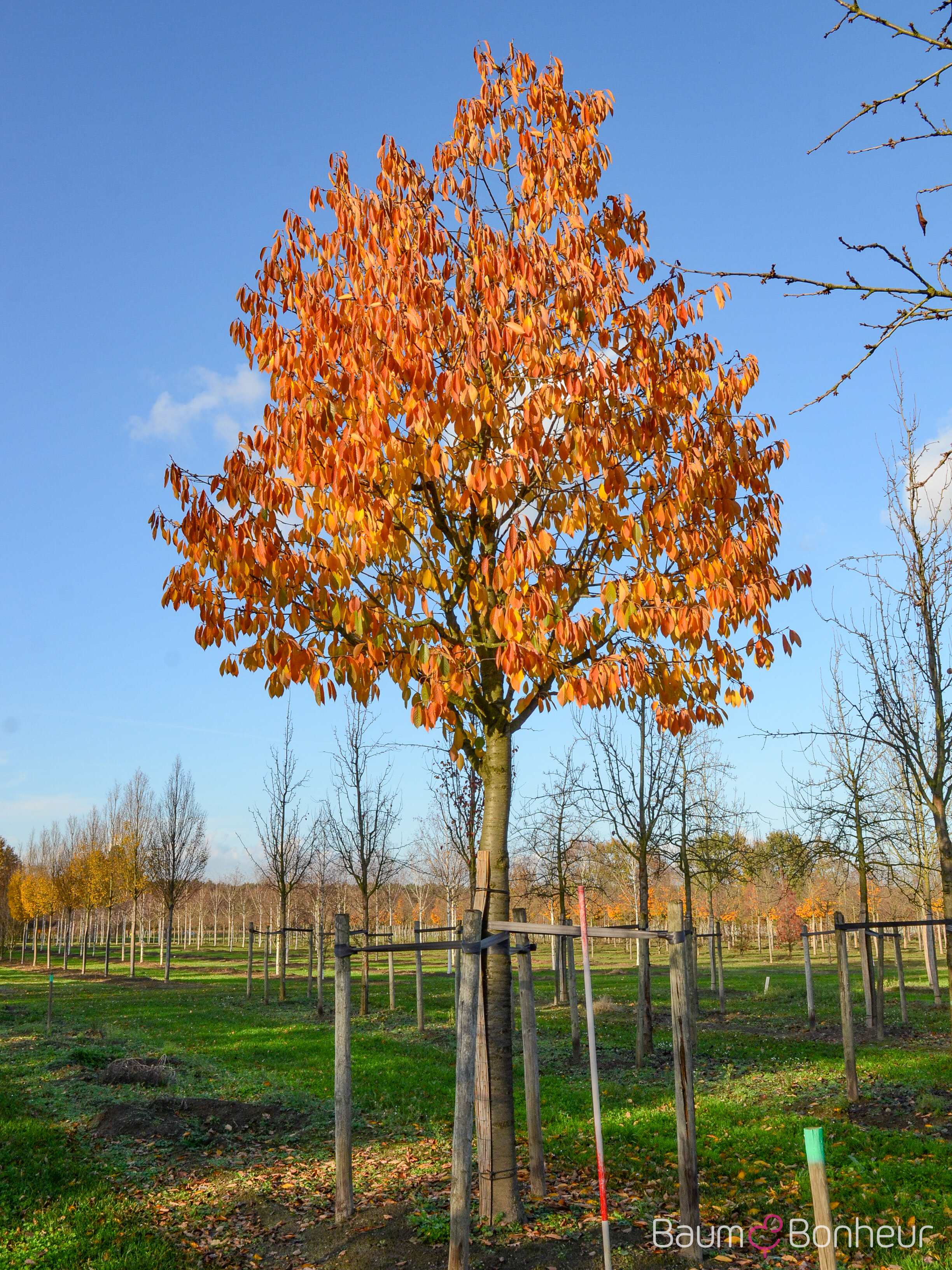 Prunus av. 'Schneiders Späte Knorpel'