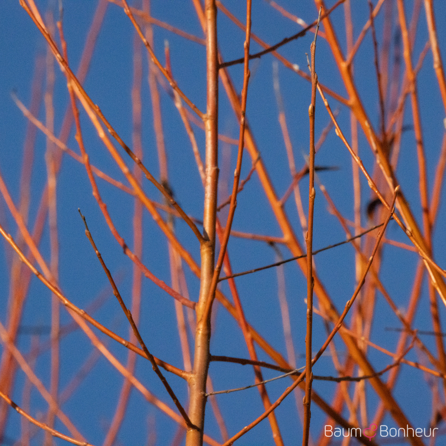 Salix alba 'Chermesina'