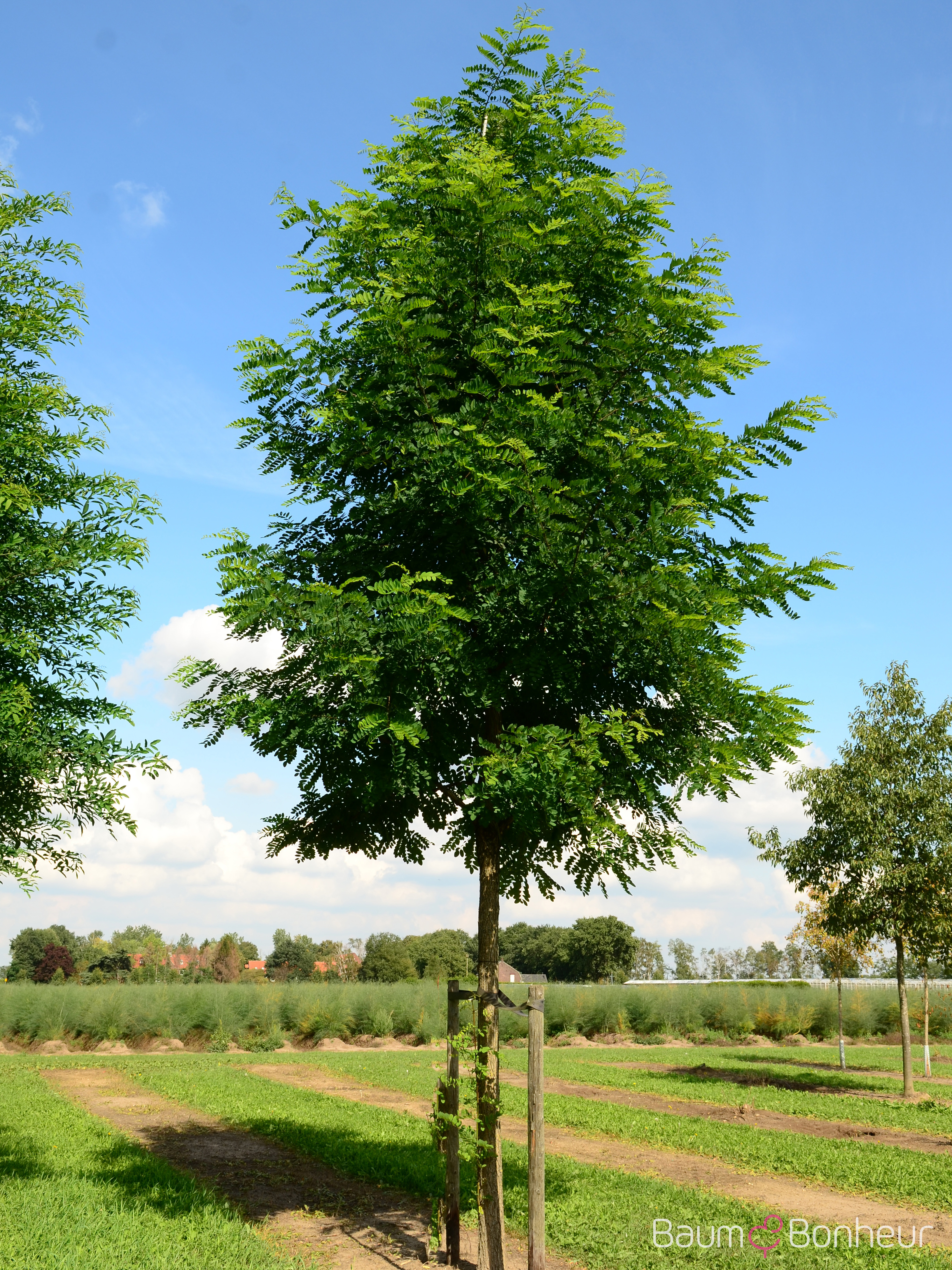 Robinia pseudoacacia