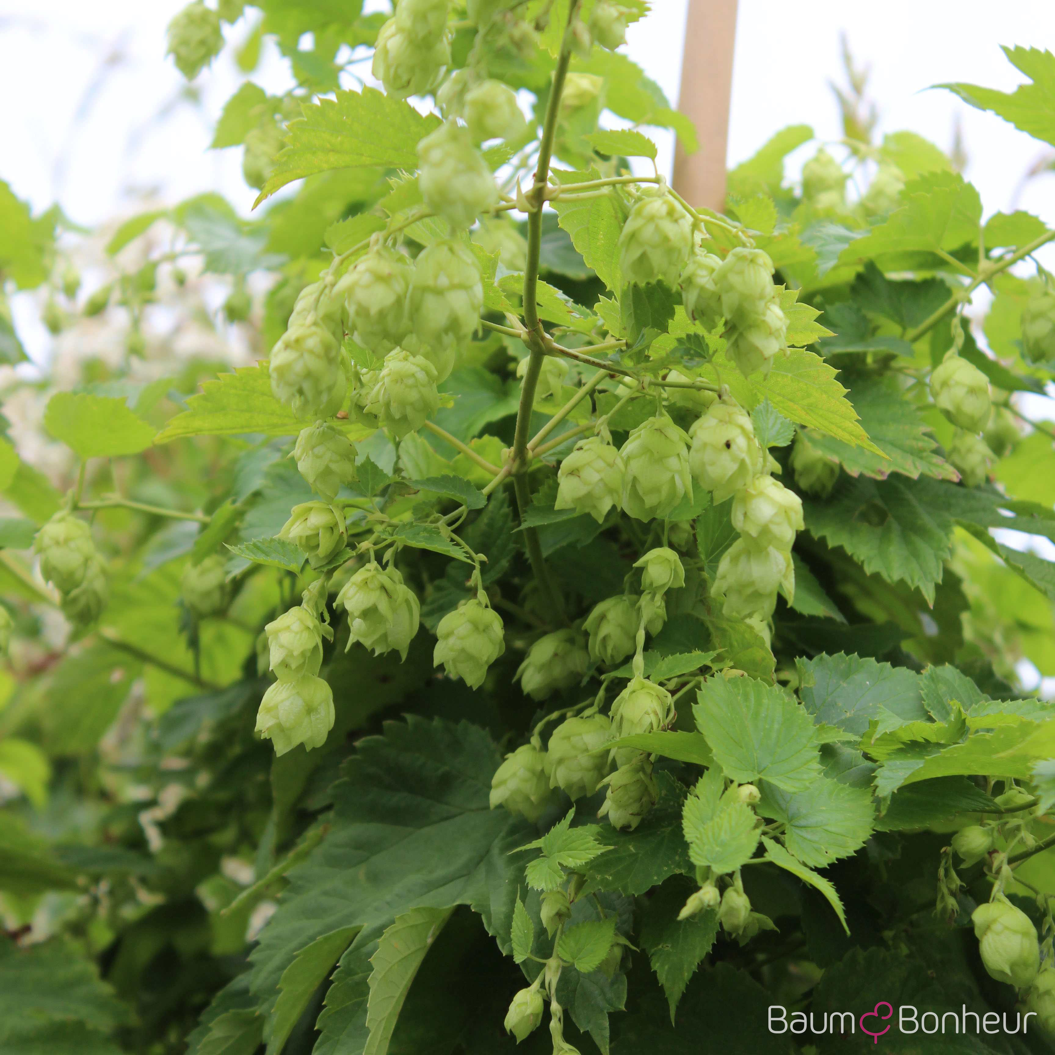 Humulus lupulus