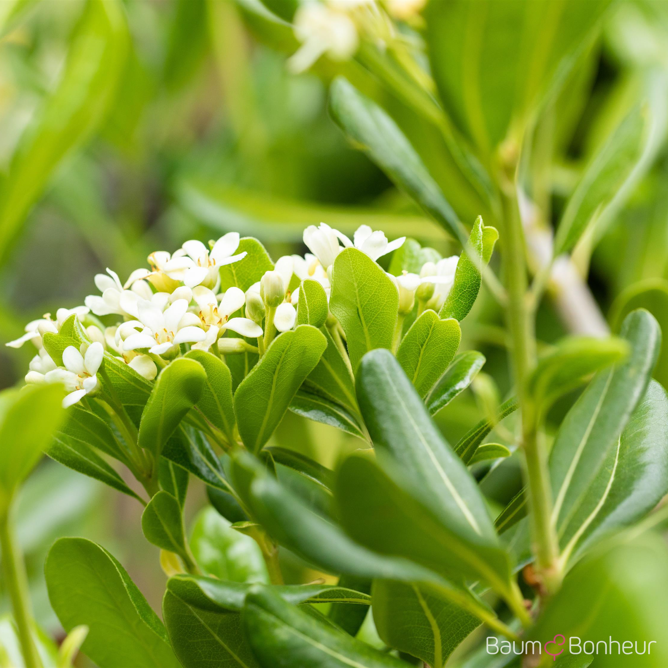 Pittosporum tobira