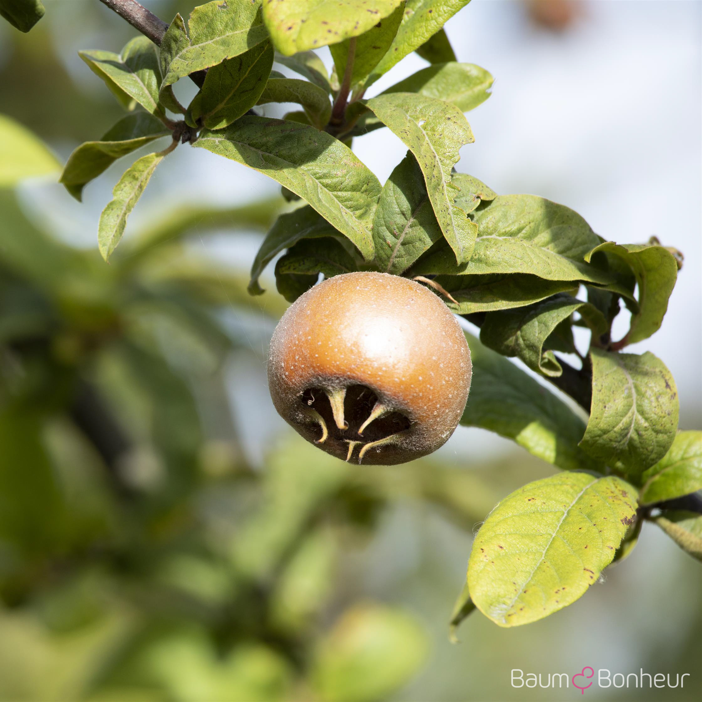 Mespilus germanica